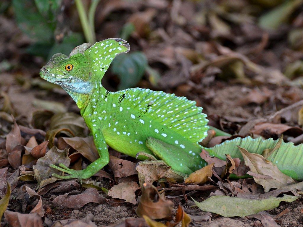 Emerald Basilisk Lizard in full green .flickr.com