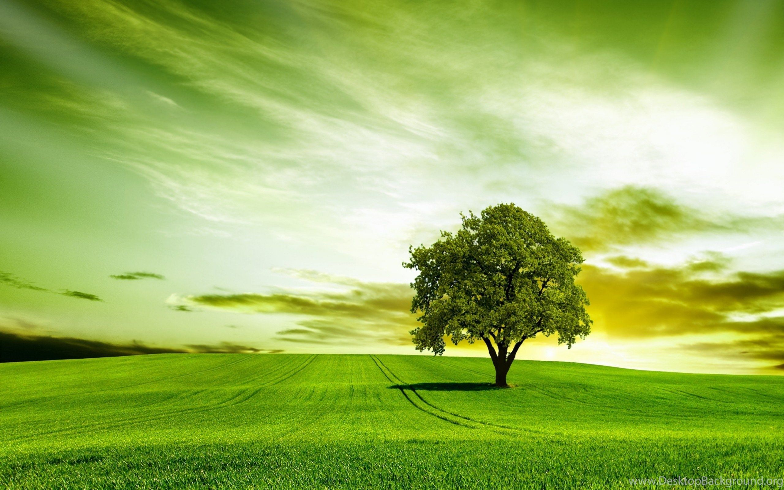 Green Tree Nature Sky Wallpaper .desktopbackground.org