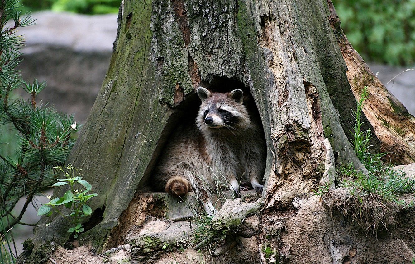 Wallpaper raccoon, the hollow, tree .goodfon.com