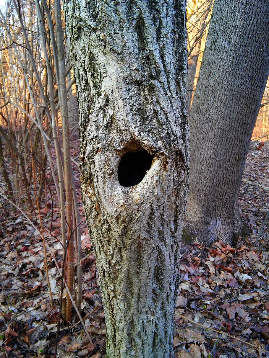 Hollow, Tree, Forest, The Bark, Nature .teahub.io