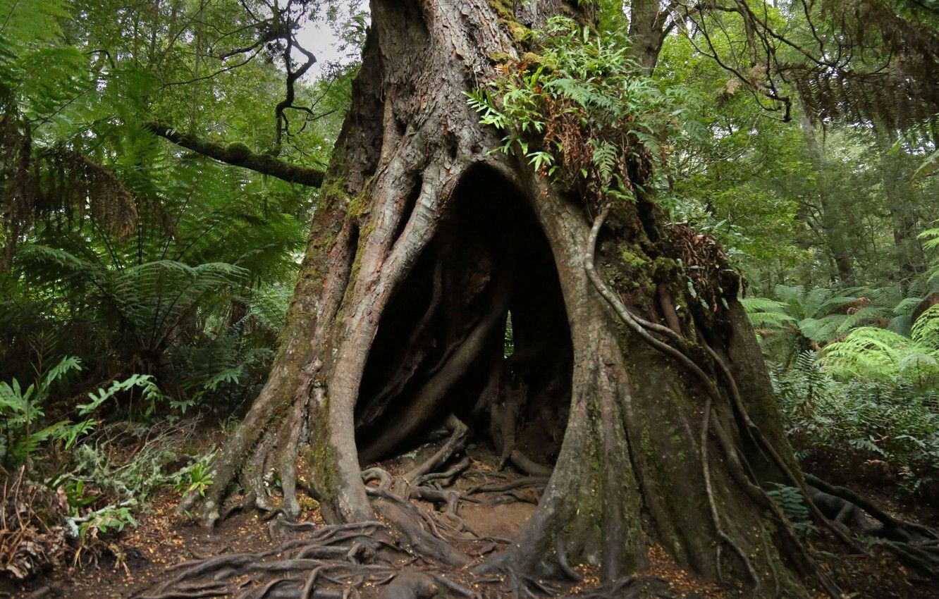 hollow, National Park great Otway .goodfon.com