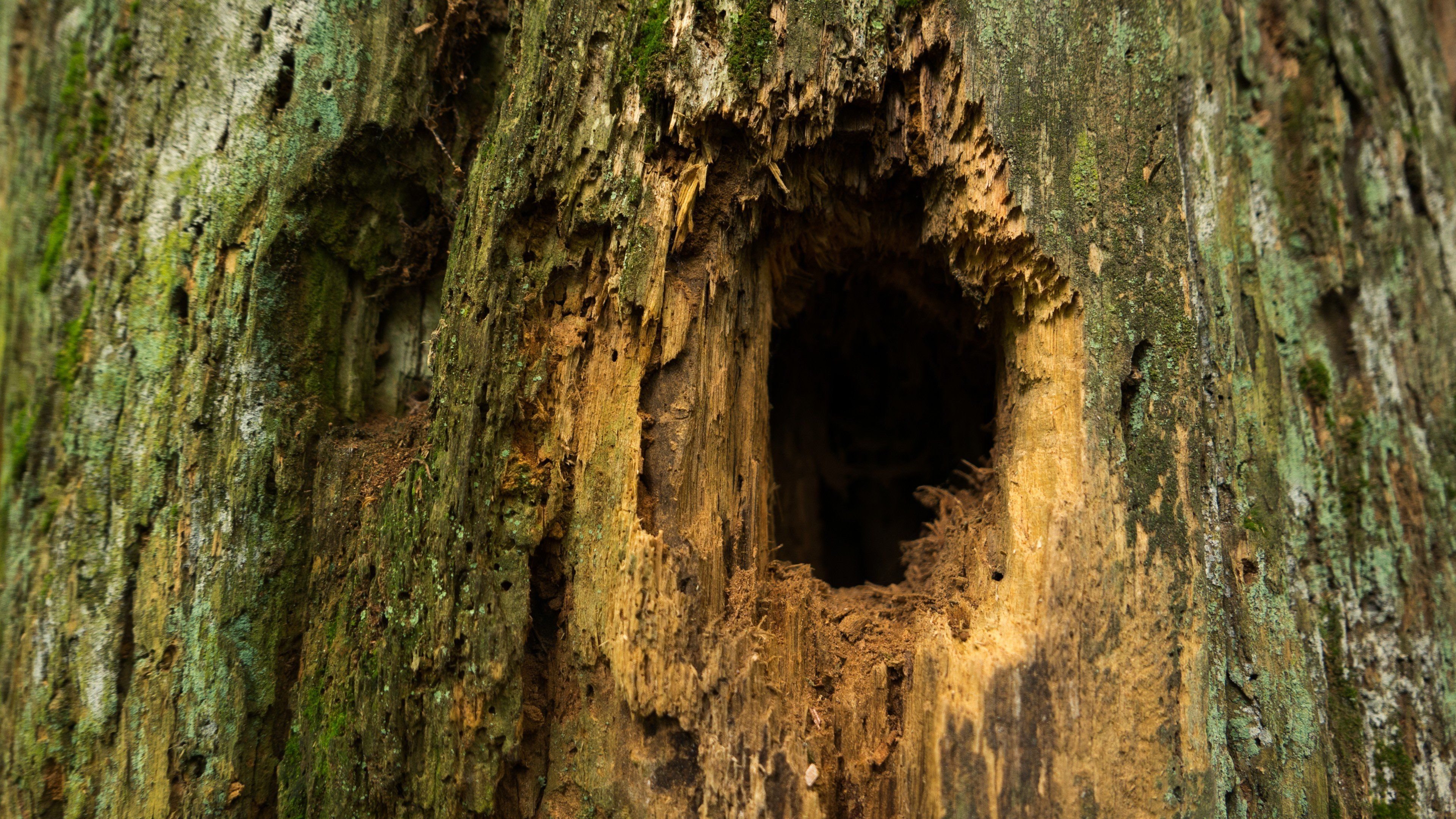 Hollow Trees Wallpapers Wallpaper Cave