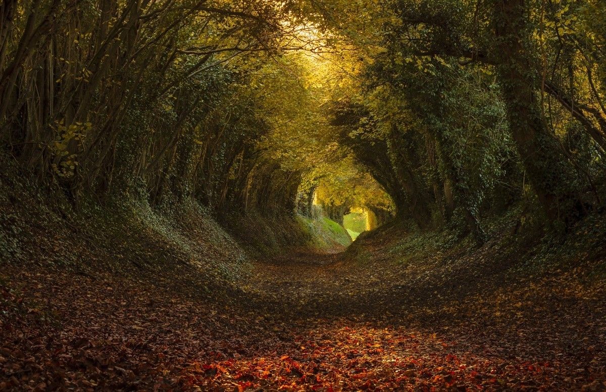 nature, Landscape, Tunnel, Trees, Path .wallup.net