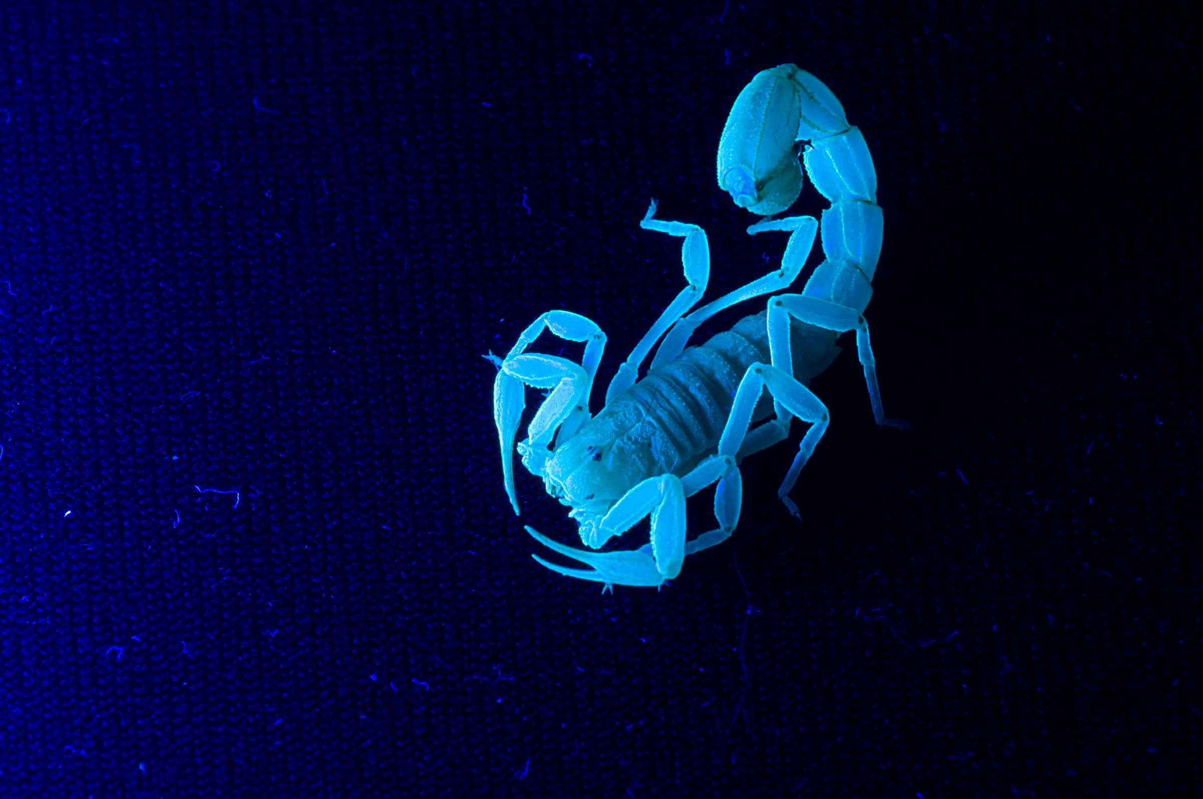 Scorpion Wallpaper 2400x1594 .wallpaperafari.com