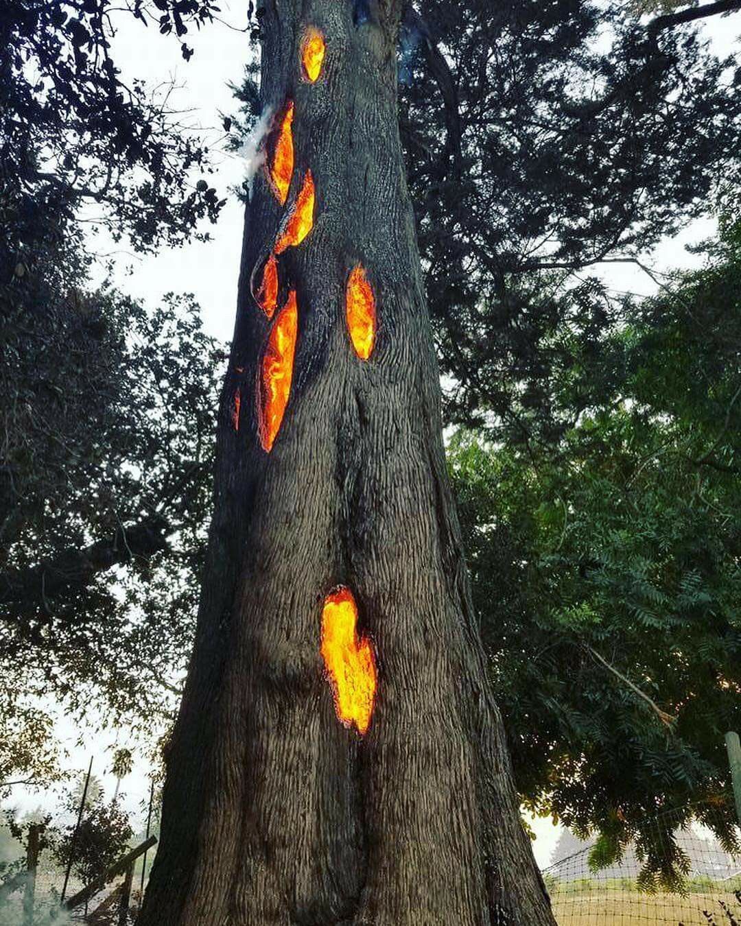 Hollow tree, Lightning strikes, Treein.com