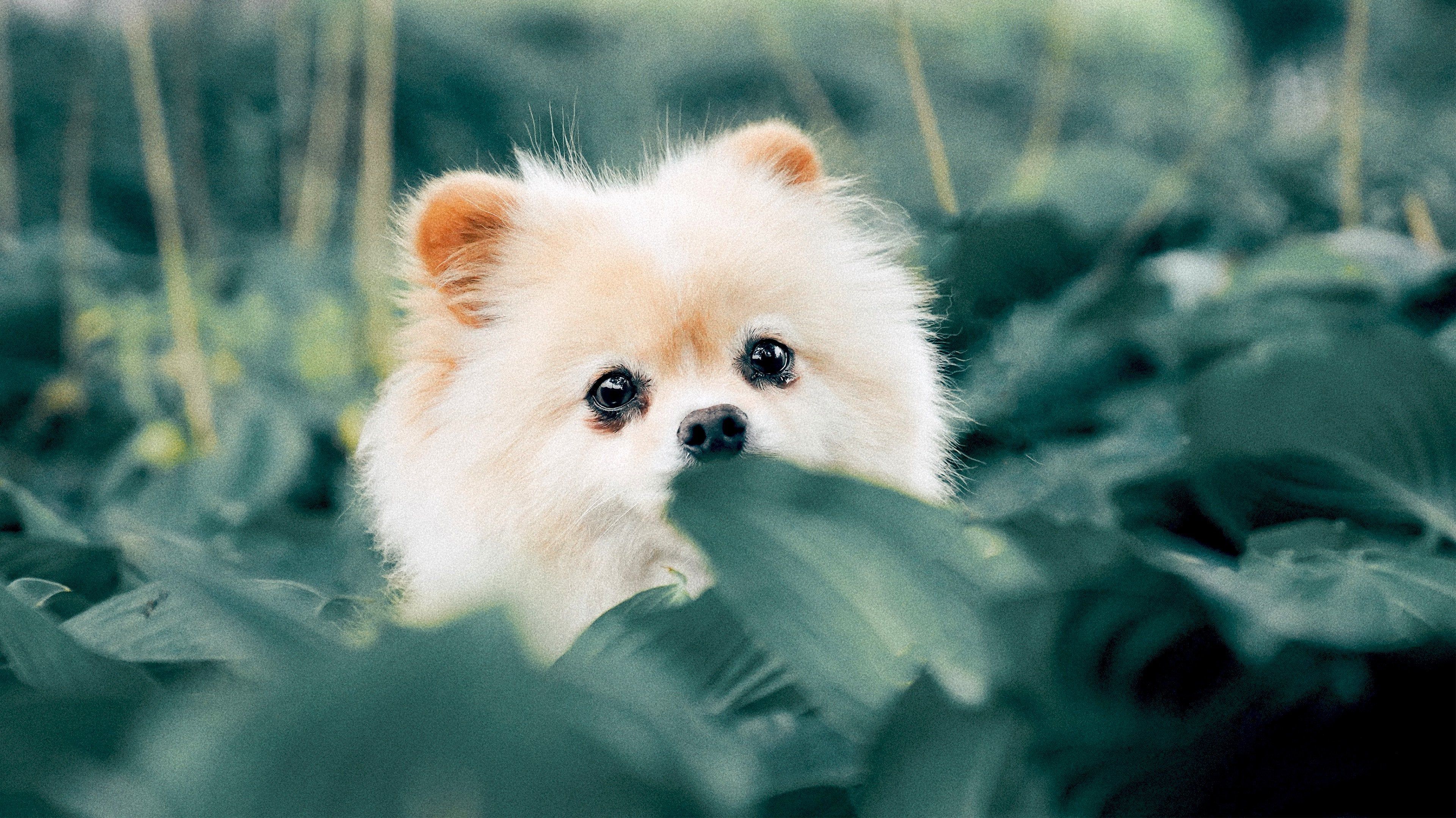 Puppy 4K wallpaper for your desktop or mobile screen free and easy to download