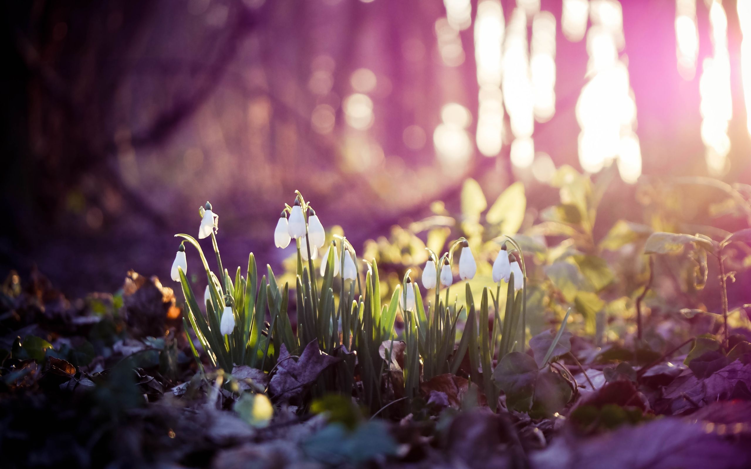 Wallpaper spring, snowdrops .es