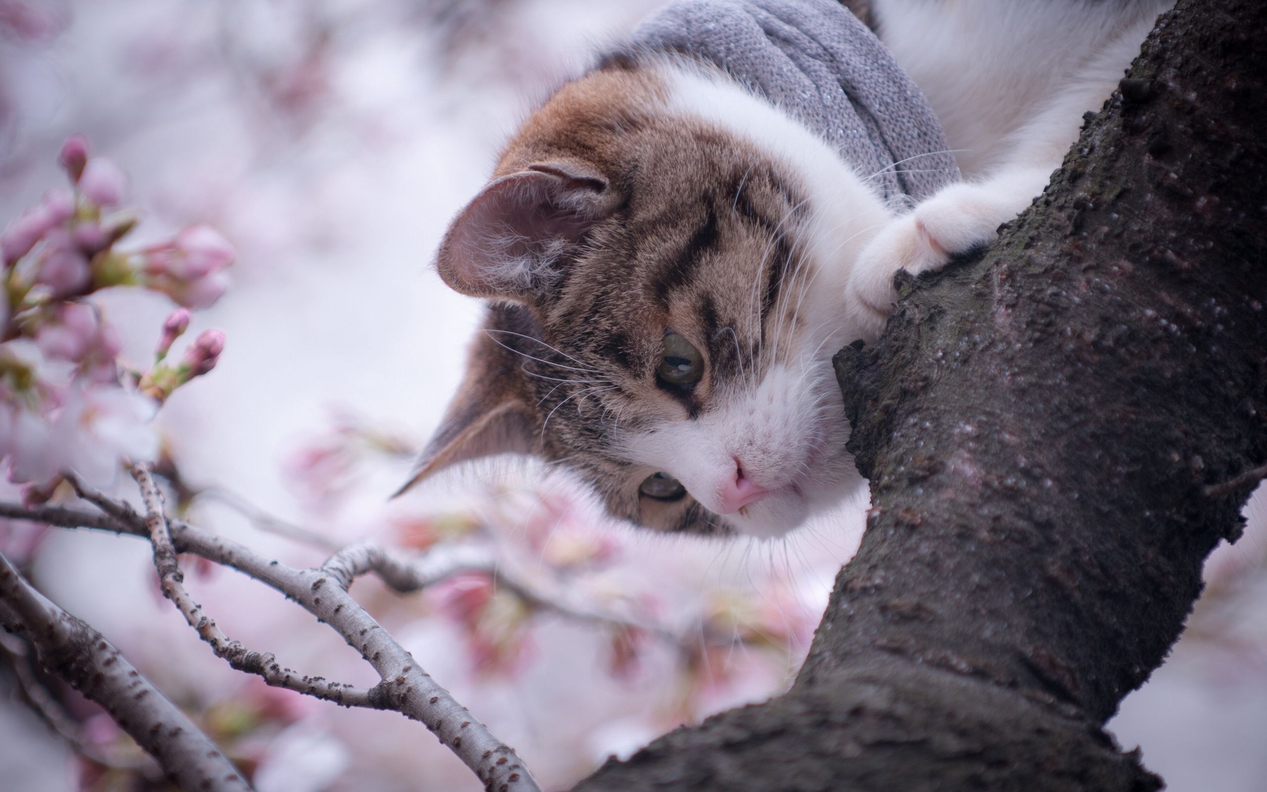 Download wallpaper 2560x1600 cat, tree, spring widescreen 16:10 HD background