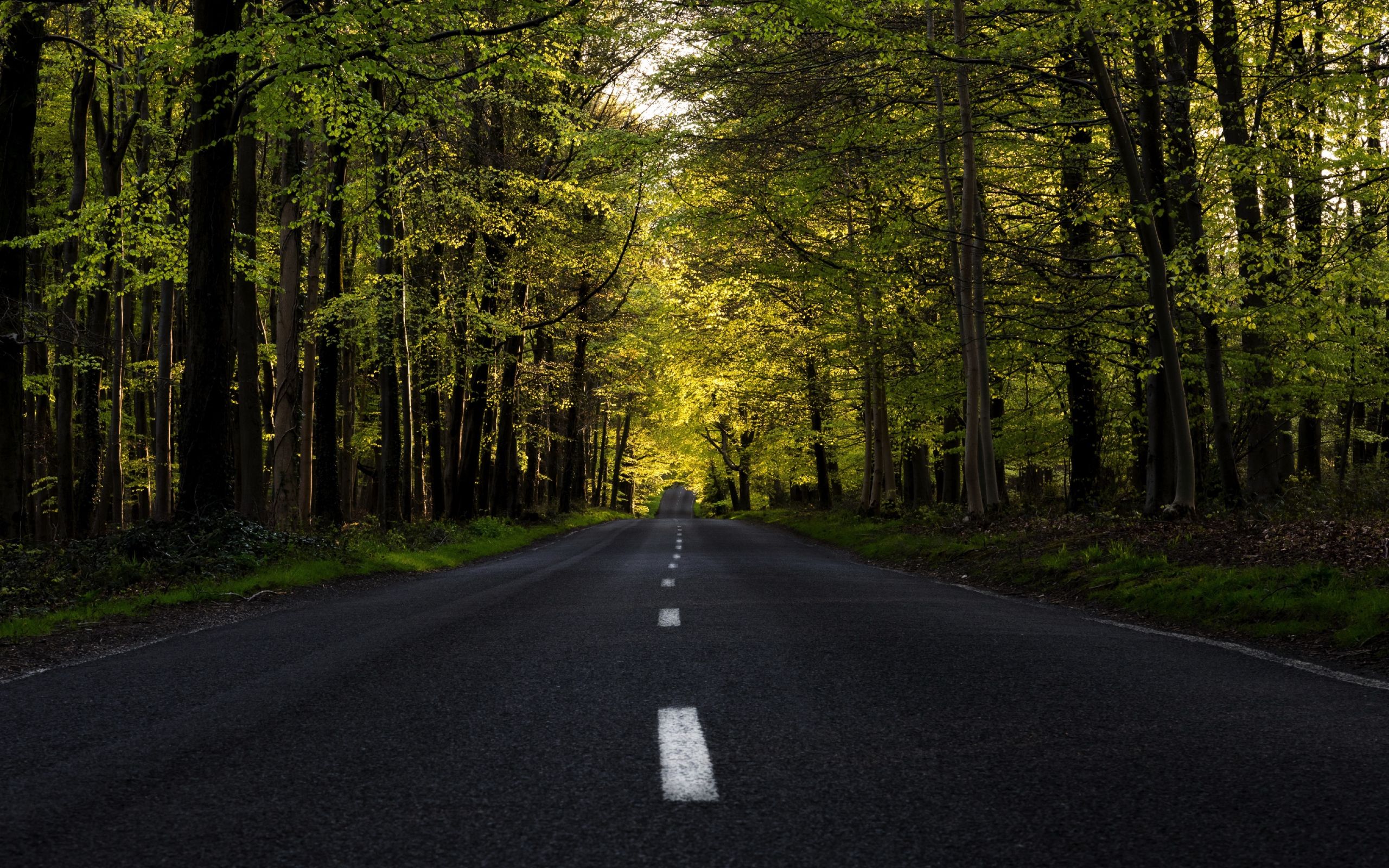 highway, forest, tree, road, spring .wallpapermug.com