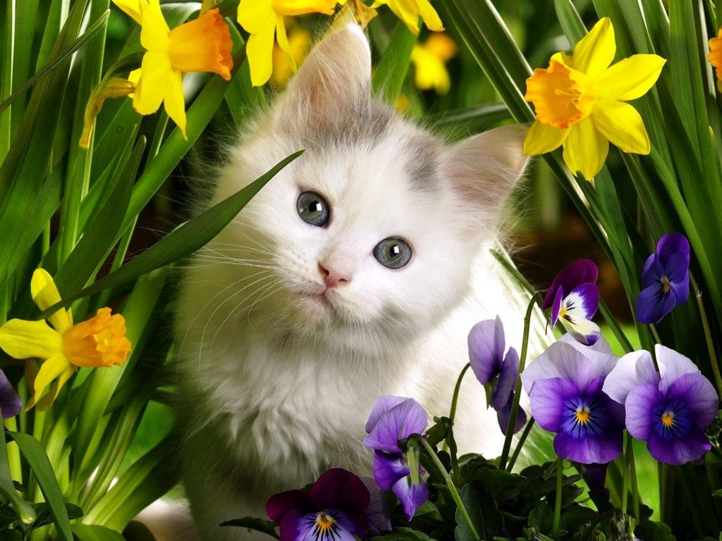 Spring Animals Wallpaperwallpaper.dog