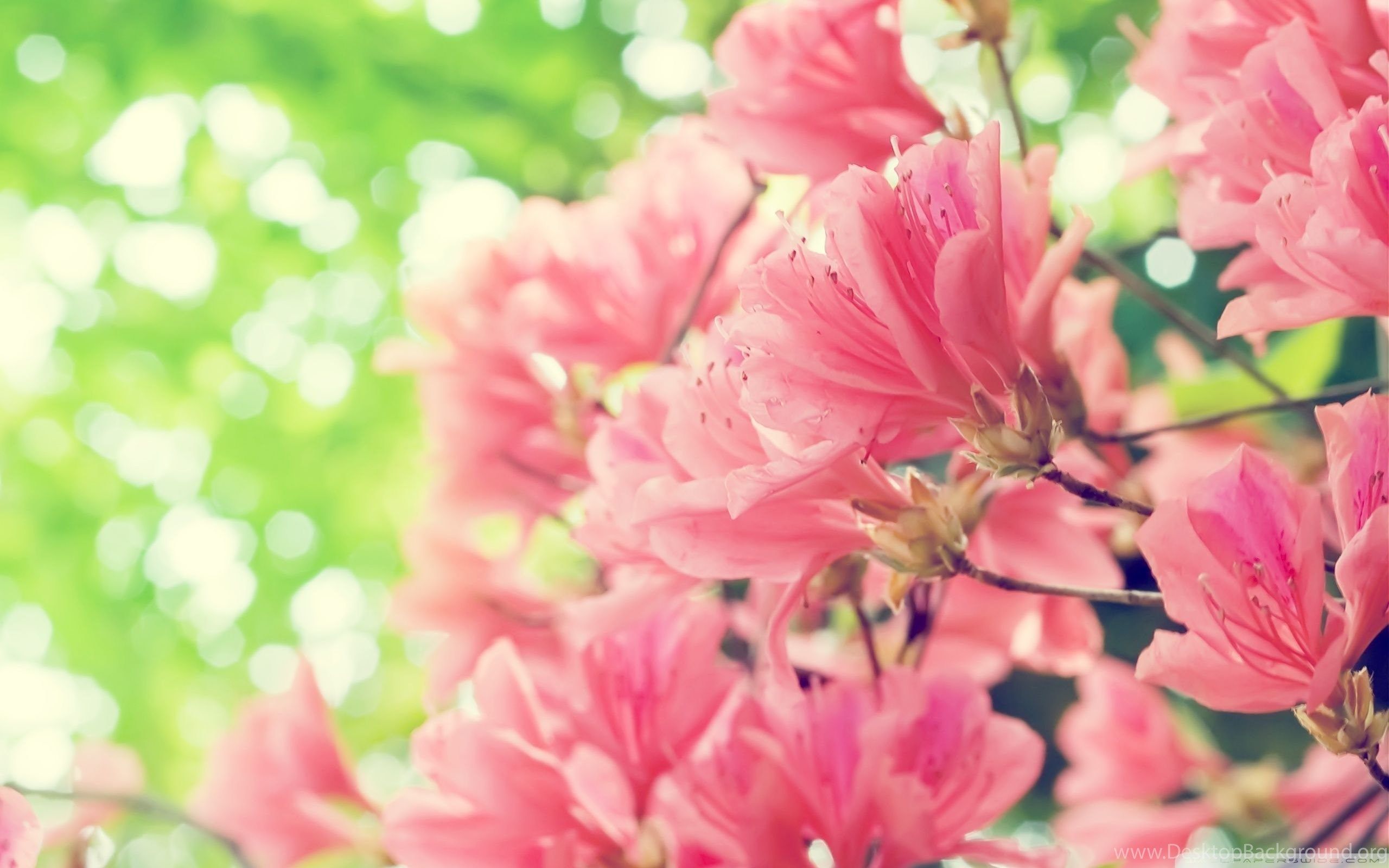 Beautiful Spring Flowers Wallpaper Full HD [2560x1600] Free. Desktop Background
