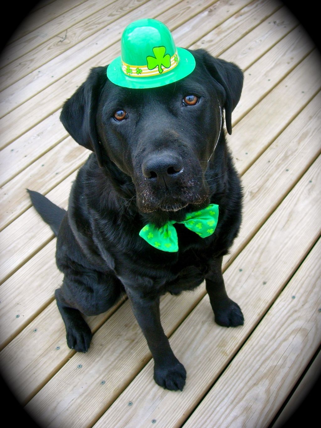 st patrick day dog