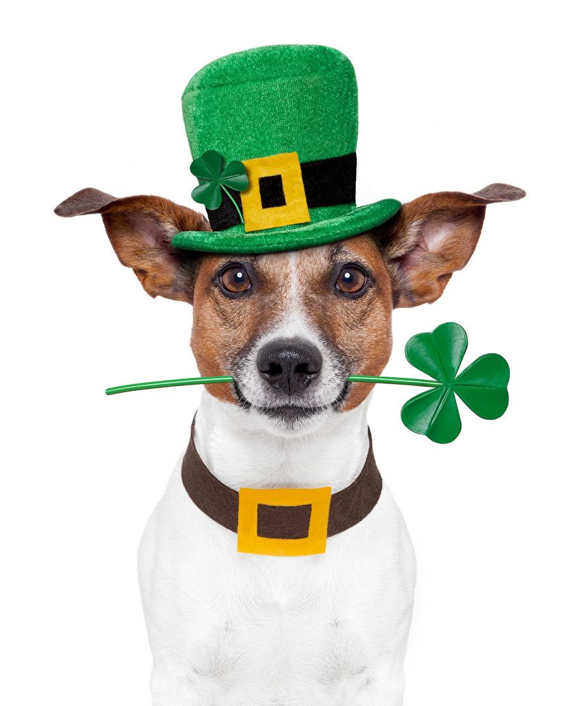 Wallpaper Jack Russell terrier dog Hat .1zoom.net