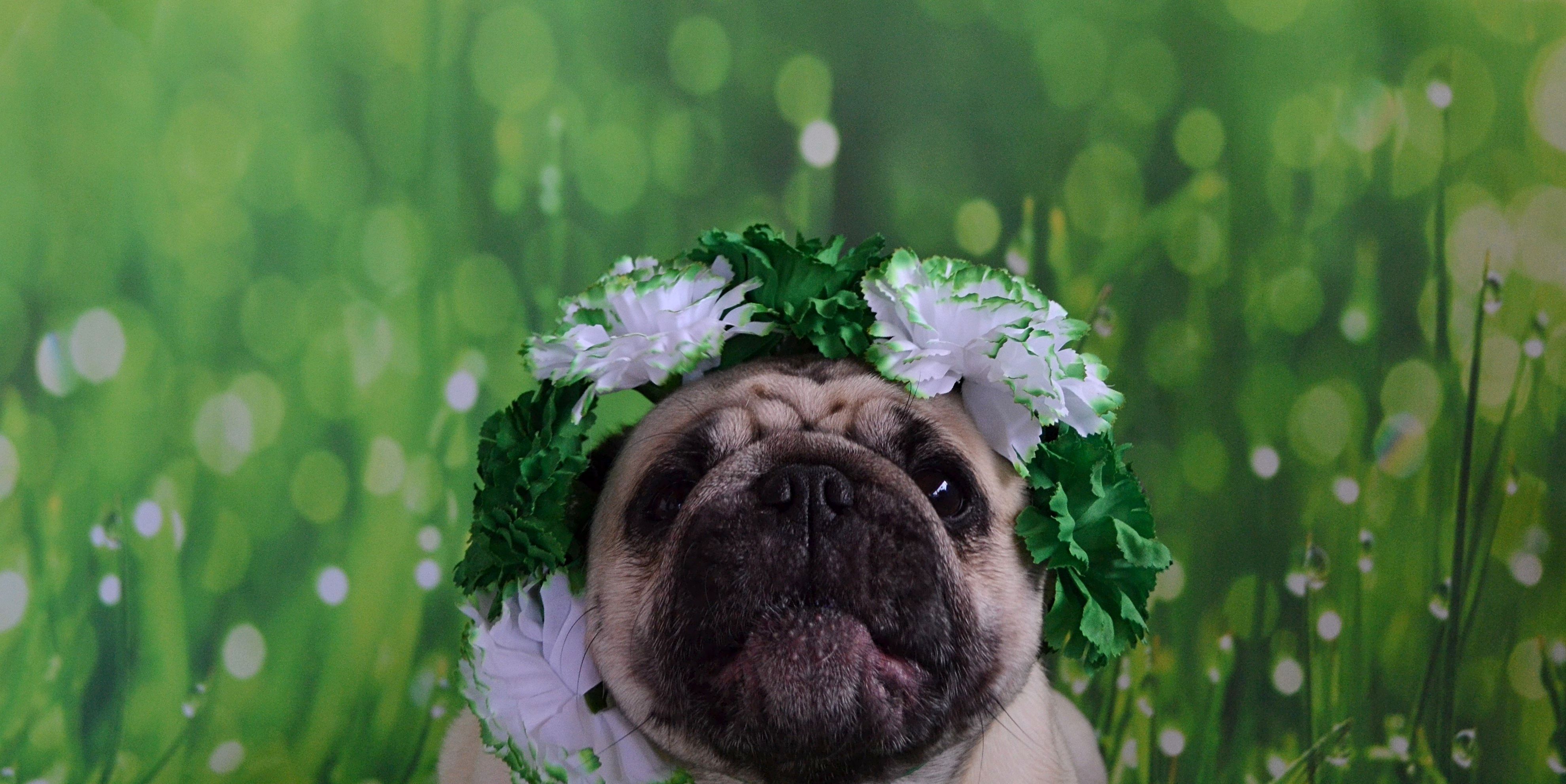 Pug Boo Lefou #pug #St.Patrick #Patrick .com