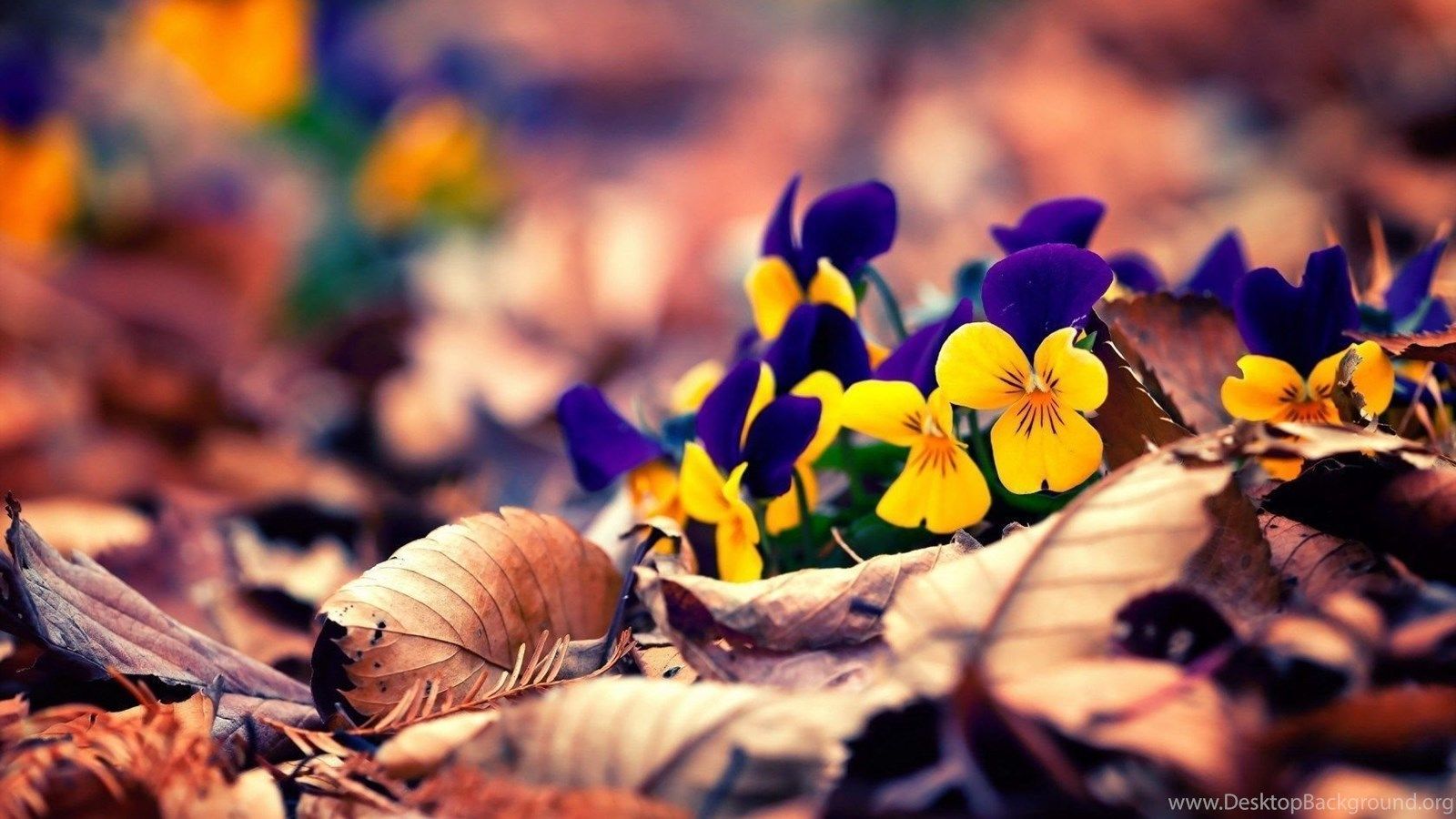 Spring Natural Wallpaper Desktop Background