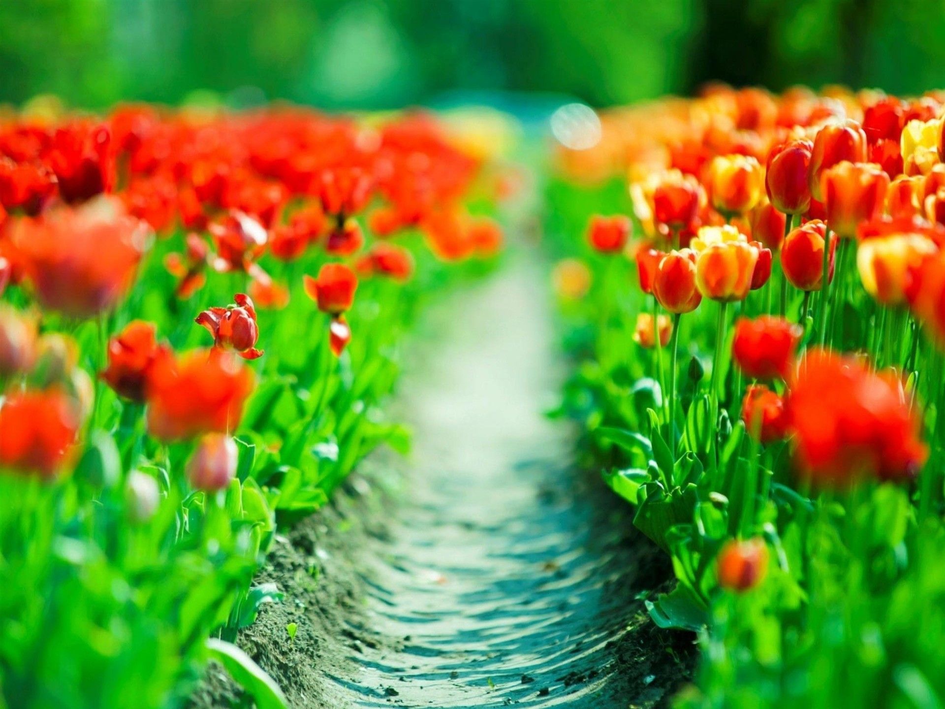 Nature Spring Background Wallpaper