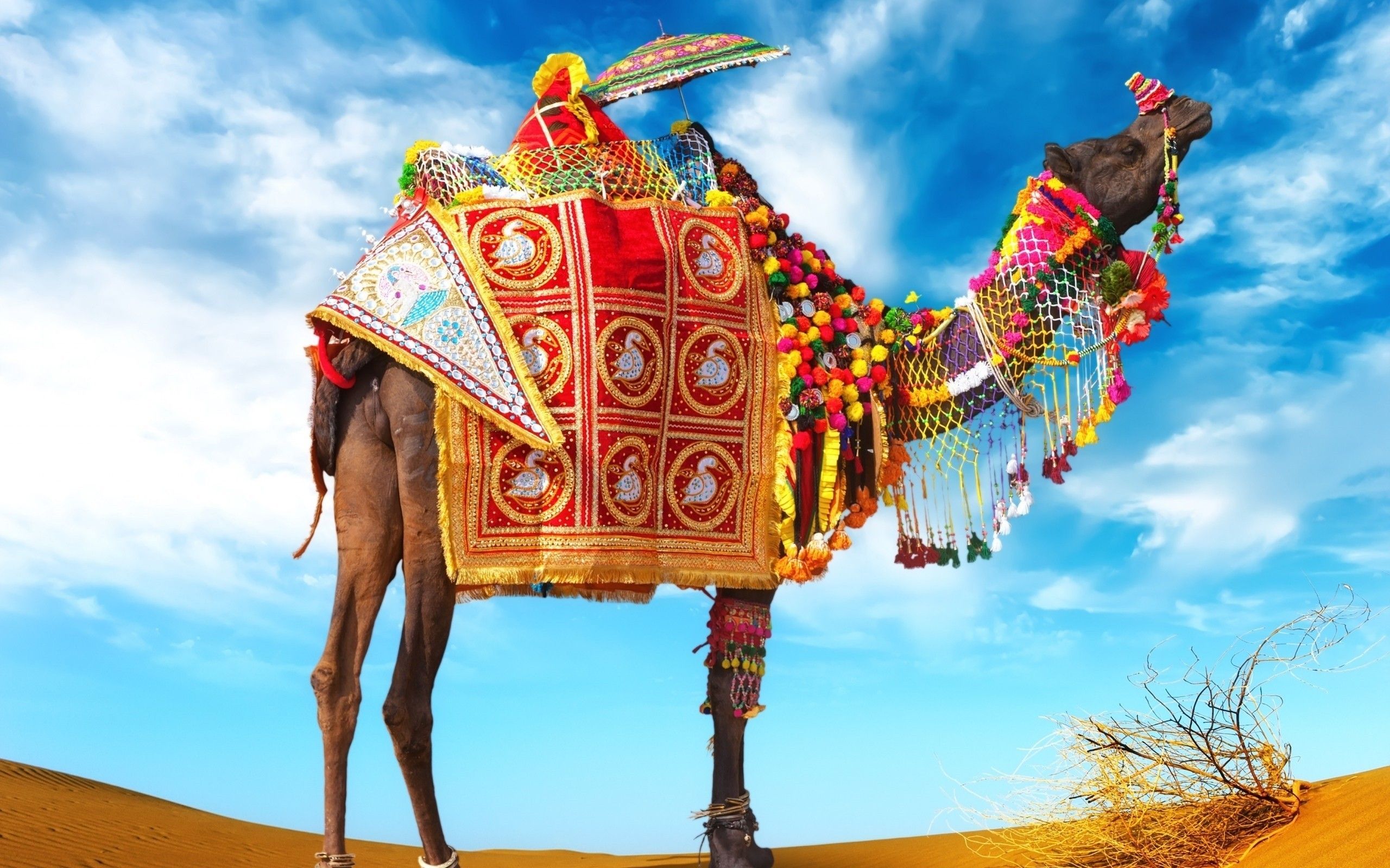 Rajasthan Culture Wallpapers Wallpaper Cave   Wp8639196 