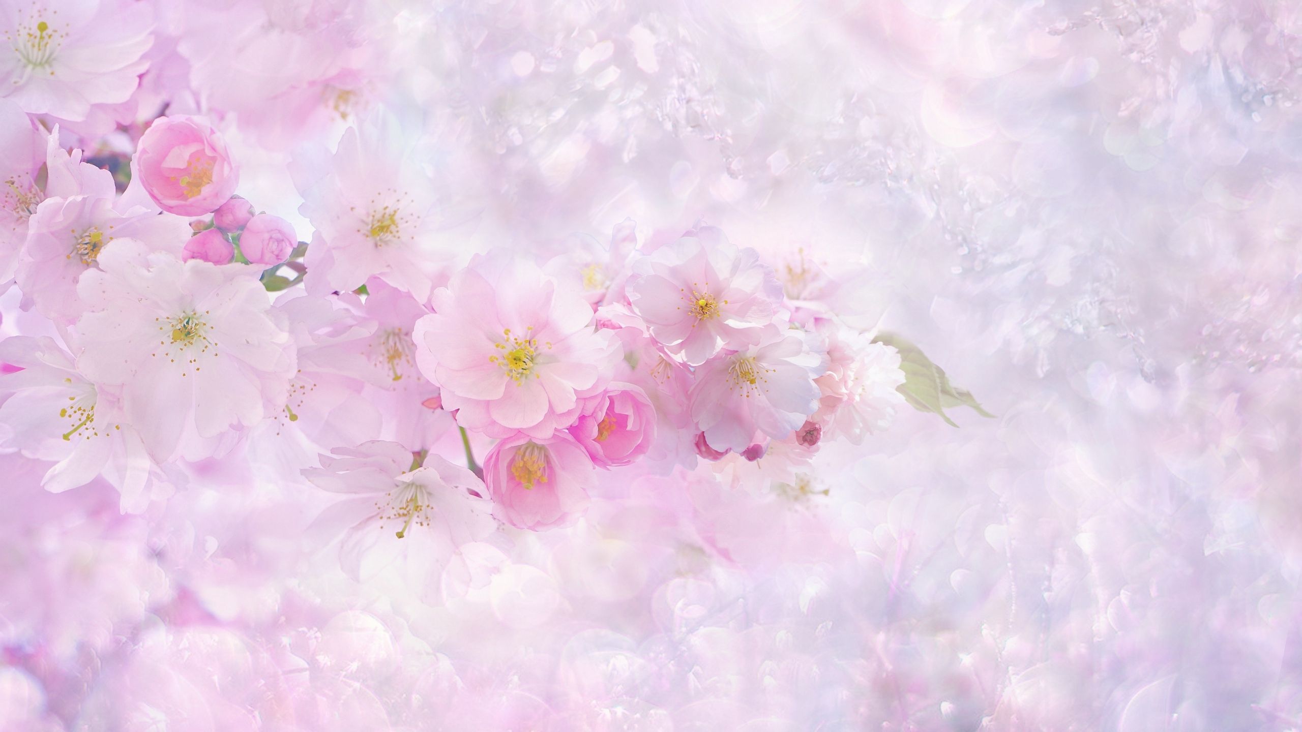 Desktop Wallpaper Nature, Spring, Blossom, Cherry Flowers, Nature, HD Image, Picture, Background, 449c29