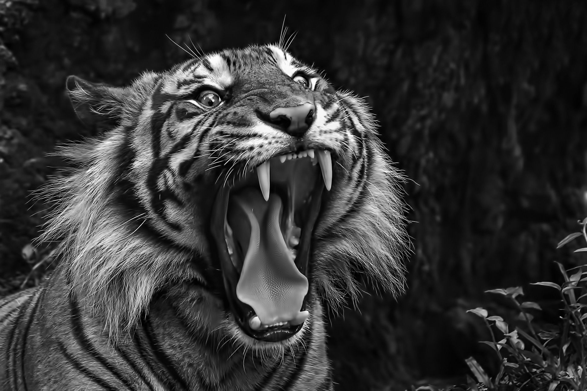 Yawn Teeth Tiger Free Background Wallpaper Roaring Black And White HD Wallpaper