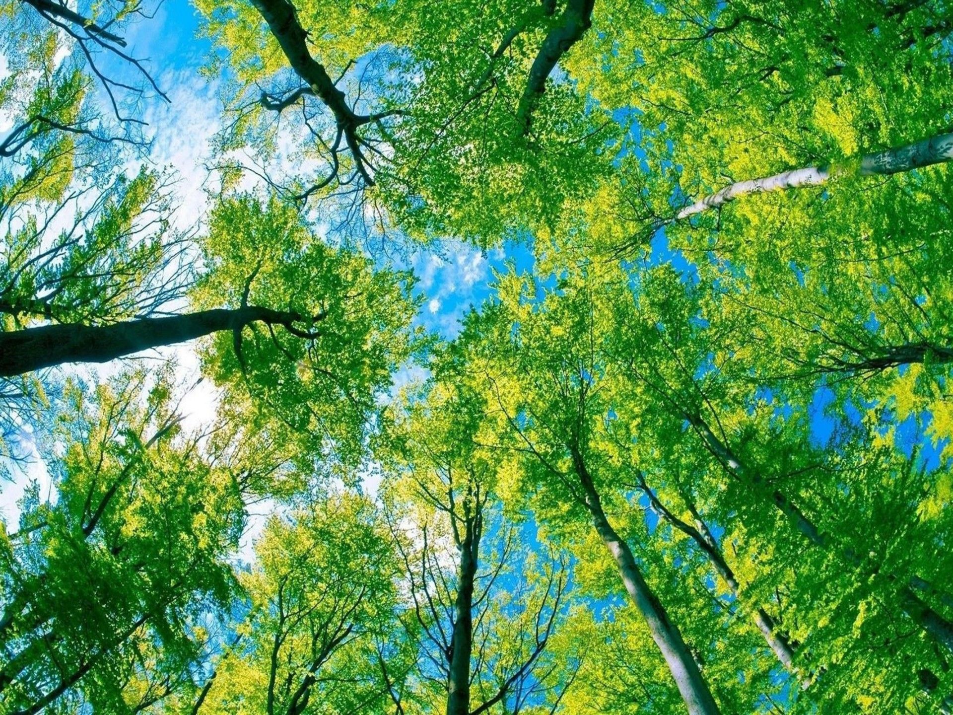 High Resolution Green Trees Wallpaper