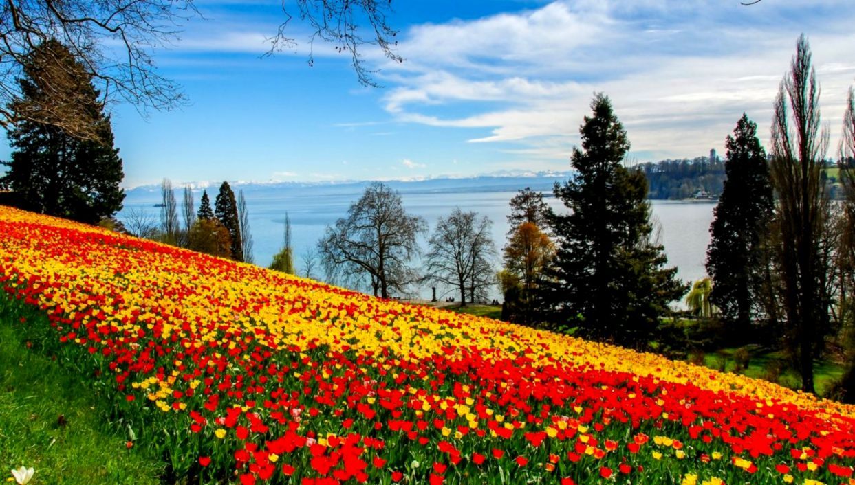 Flowers Rivers Nature Trees Sky Tulips Scenery Full Landscape HD