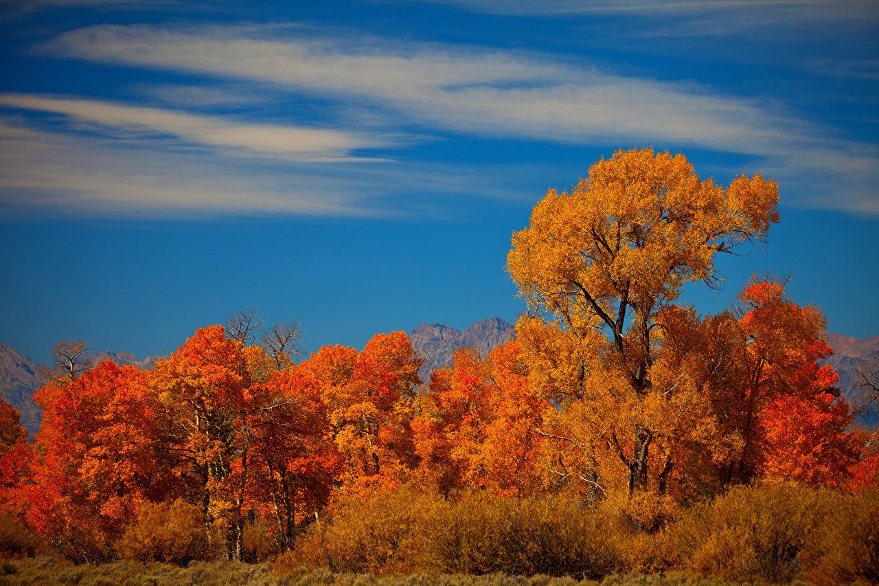 Picture Autumn Nature Sky Trees