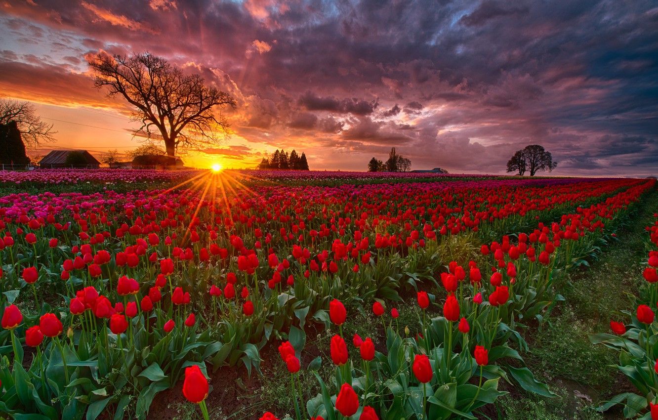 Wallpaper field, the sun, rays, sunset, spring, the evening, Oregon, tulips, USA, farm image for desktop, section пейзажи