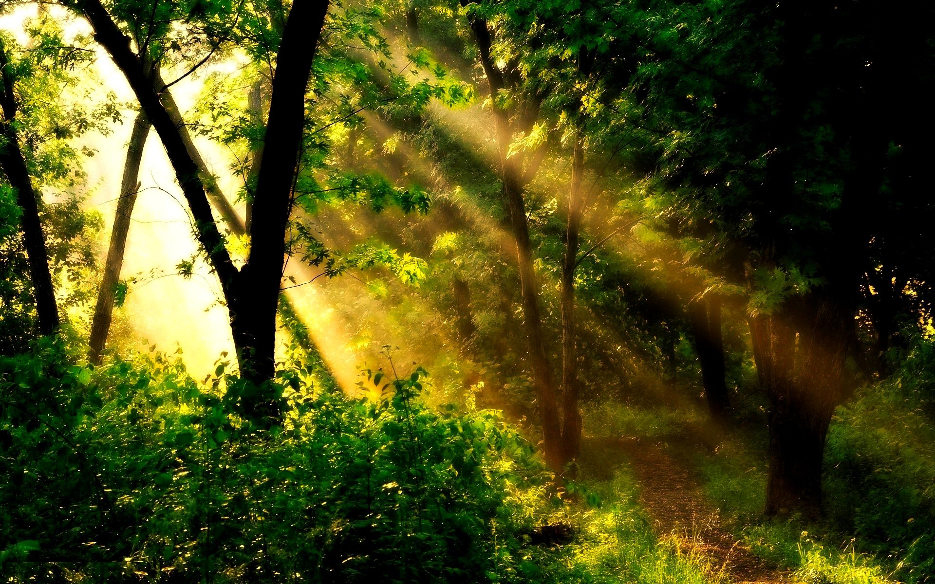 Forest Sun Background HD Wallpaper