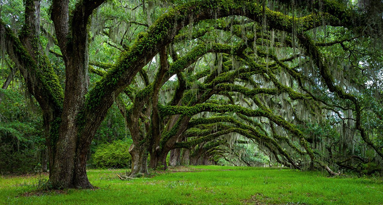 Photo USA Charleston South Carolina Spring Nature Moss Branches