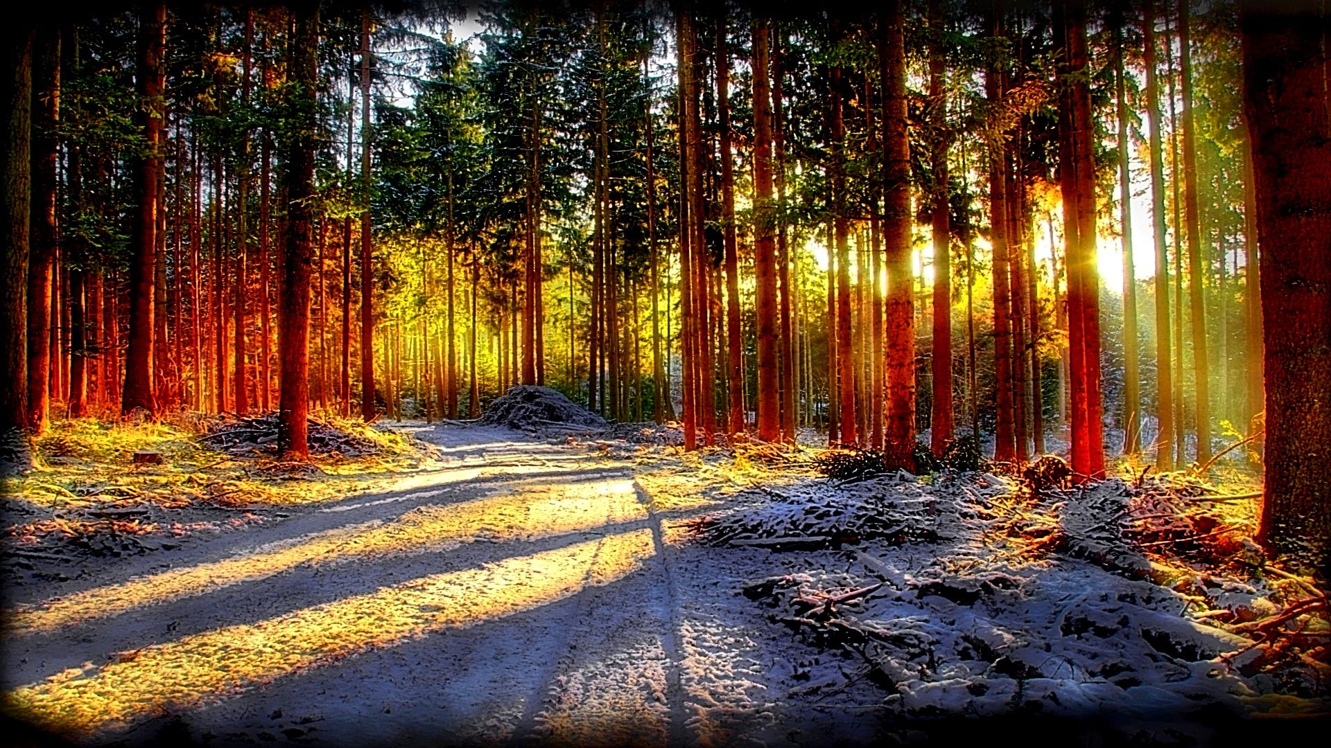Forest Sunlight Wallpaper HD Wallpaper
