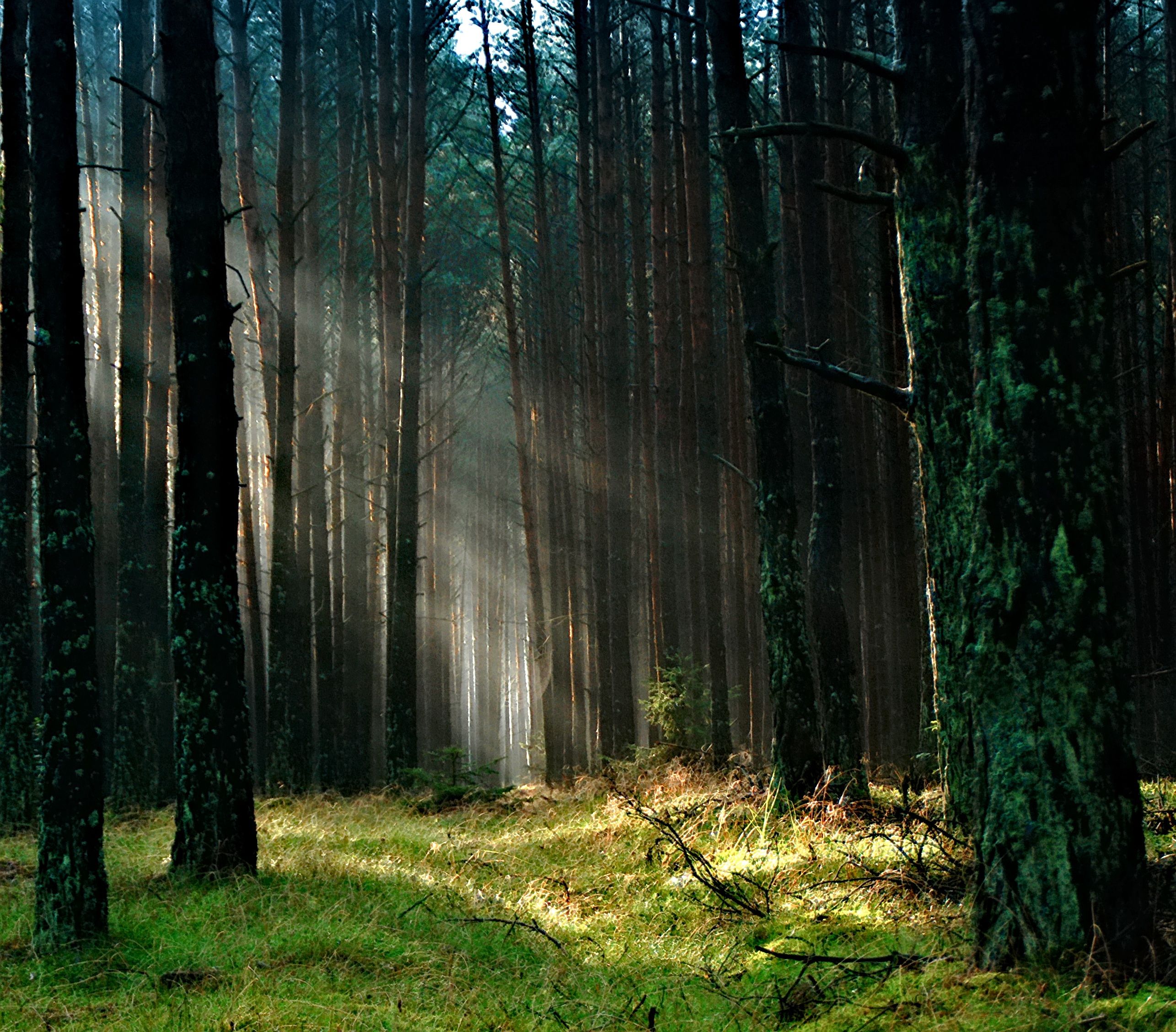 Forest With Sunlight · Free