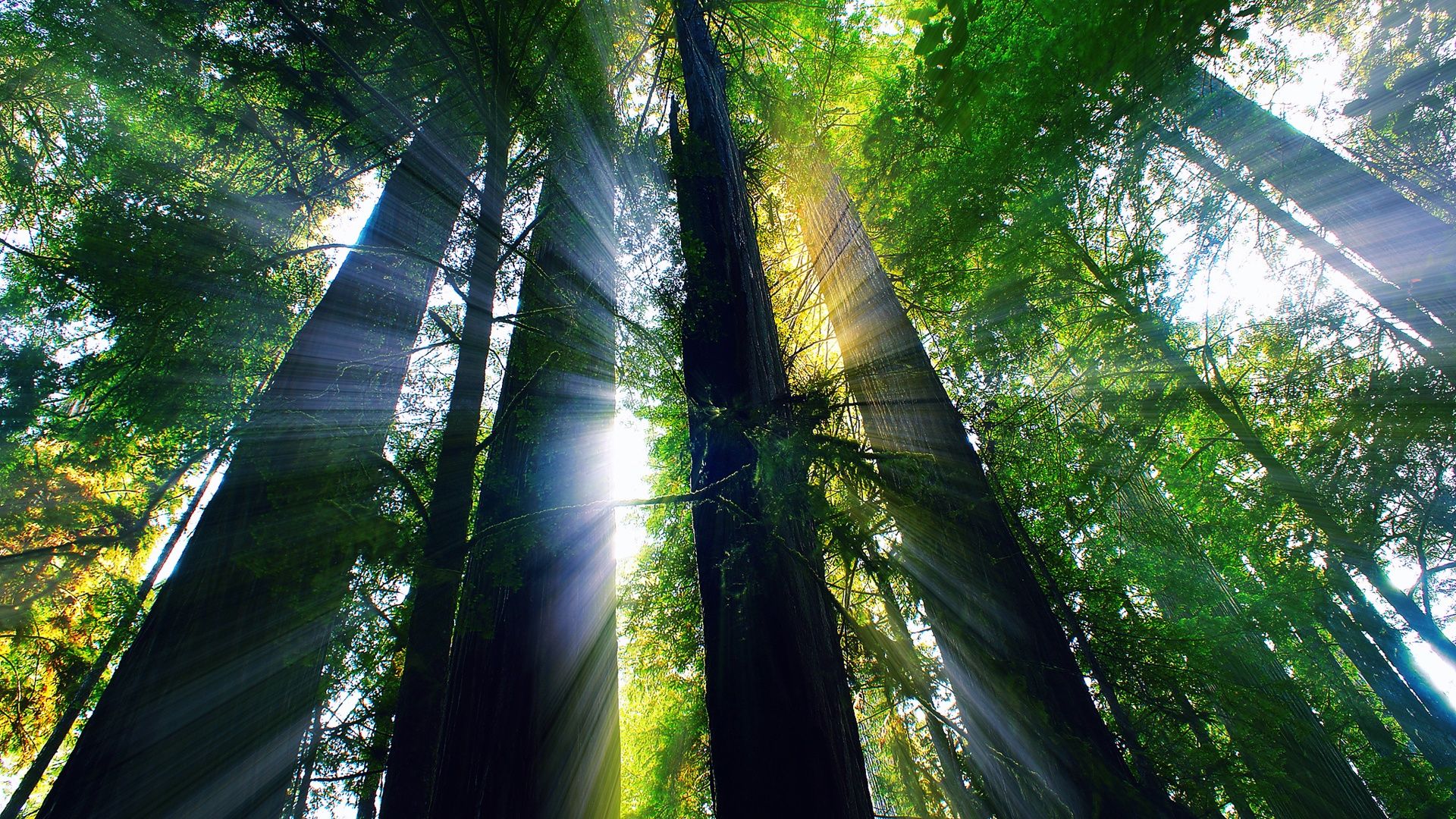 USA, California, summer forest, trees, sun rays Wallpaper