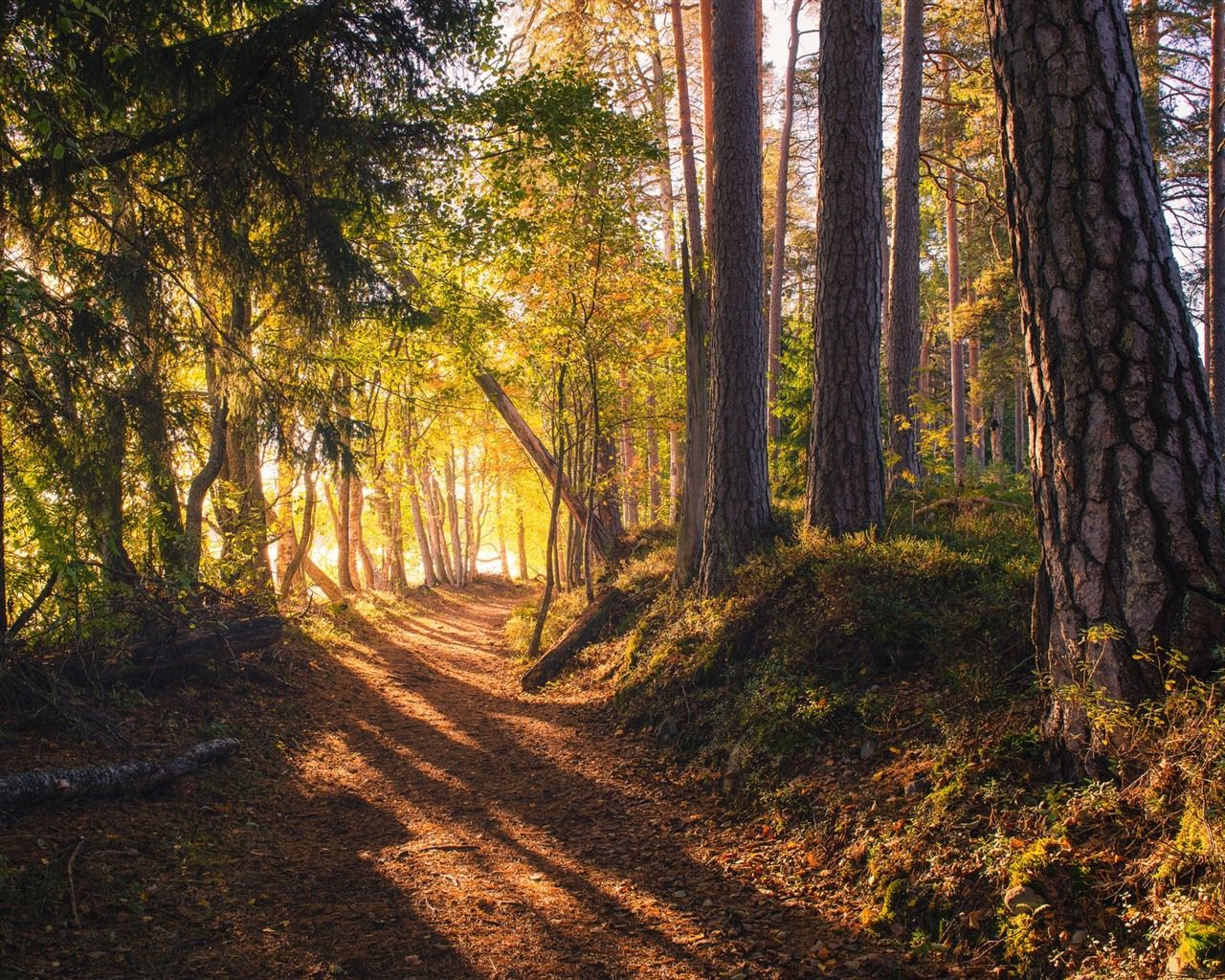 Forest, Trees, Sun Rays, Shadow, Path 750x1334 IPhone 8 7 6 6S Wallpaper, Background, Picture, Image