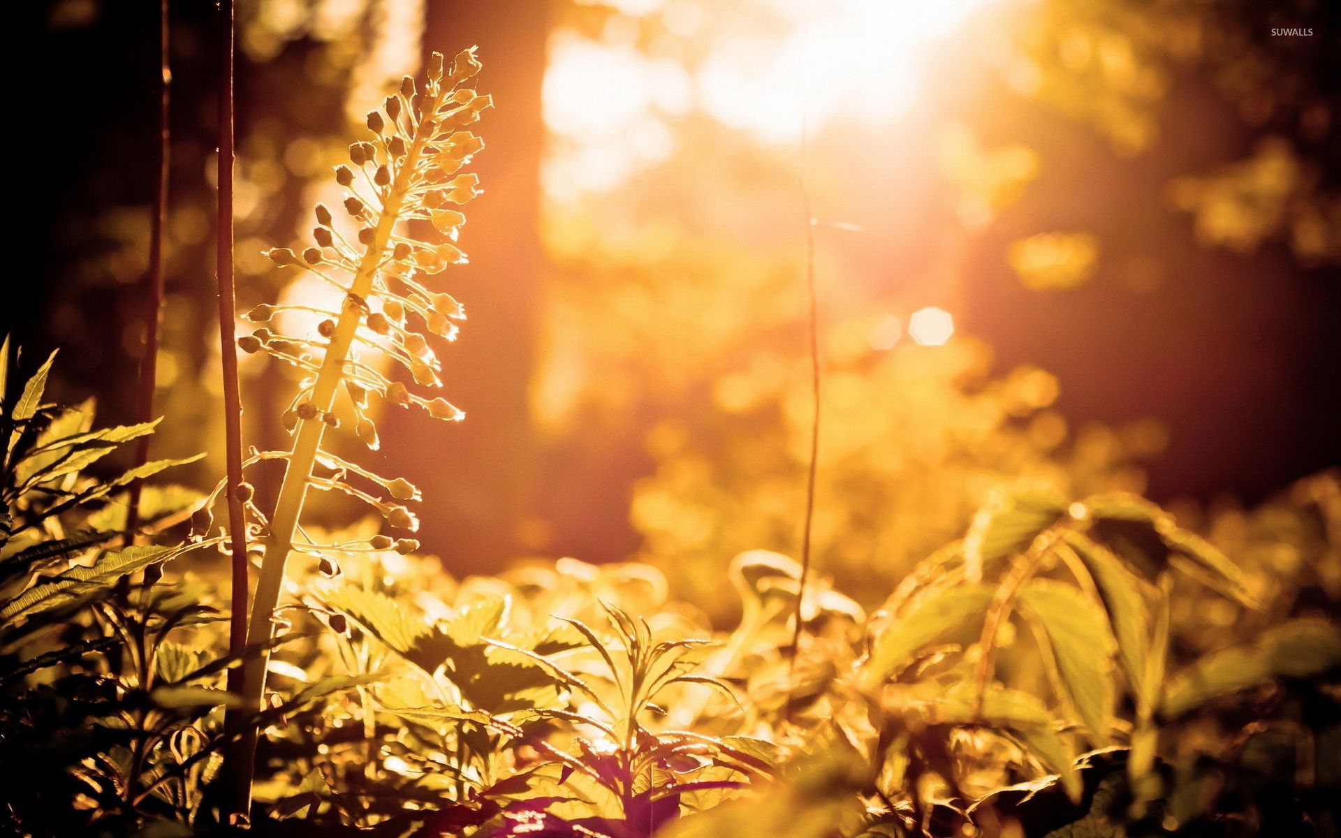 Sunshine in the forest wallpaper wallpaper