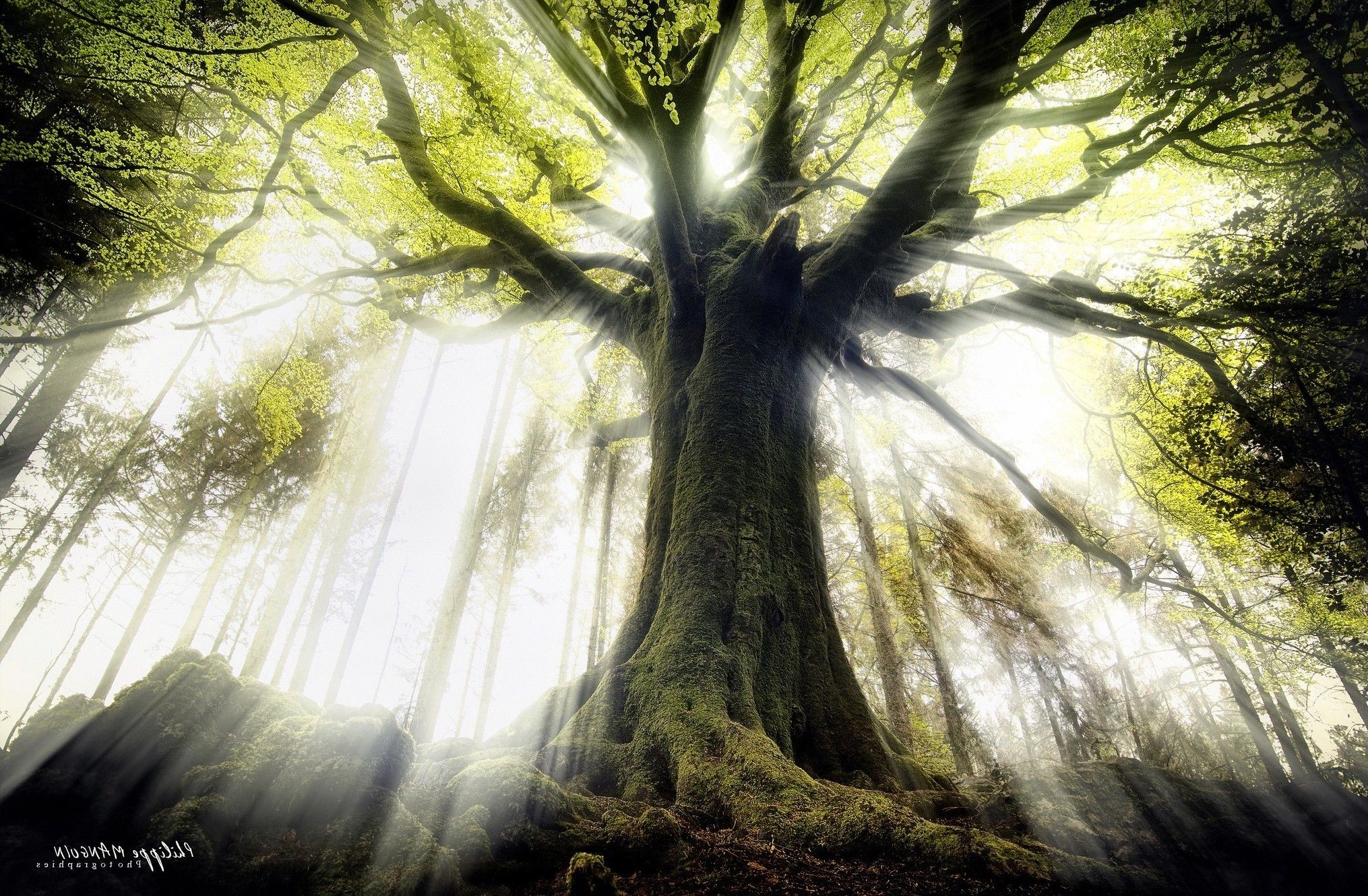 trees, Nature, Sun Rays, Sunlight, Forest Wallpaper HD / Desktop and Mobile Background