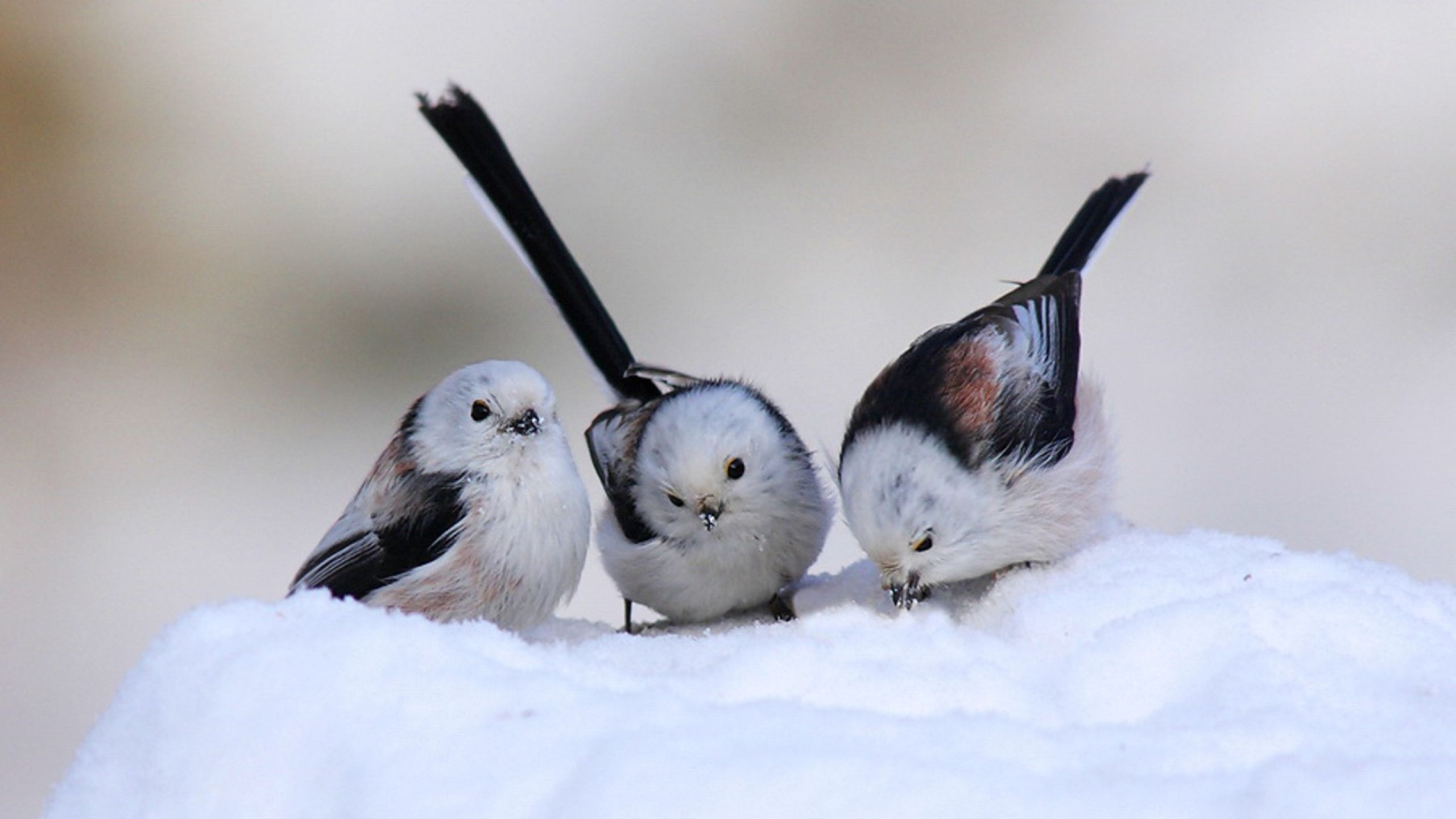 Free download Cute Birds in Winter Milad Nasri [2560x1440] for your Desktop, Mobile & Tablet. Explore Funny Winter Animal Wallpaper. Winter Animal Desktop Wallpaper