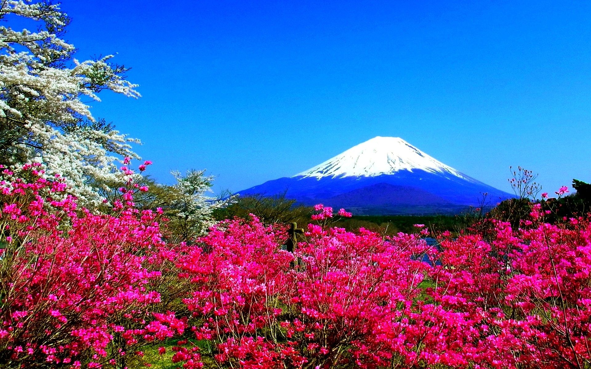 Spring Mountain Flowers Fuji Nature Japan Spring HD Wallpaper