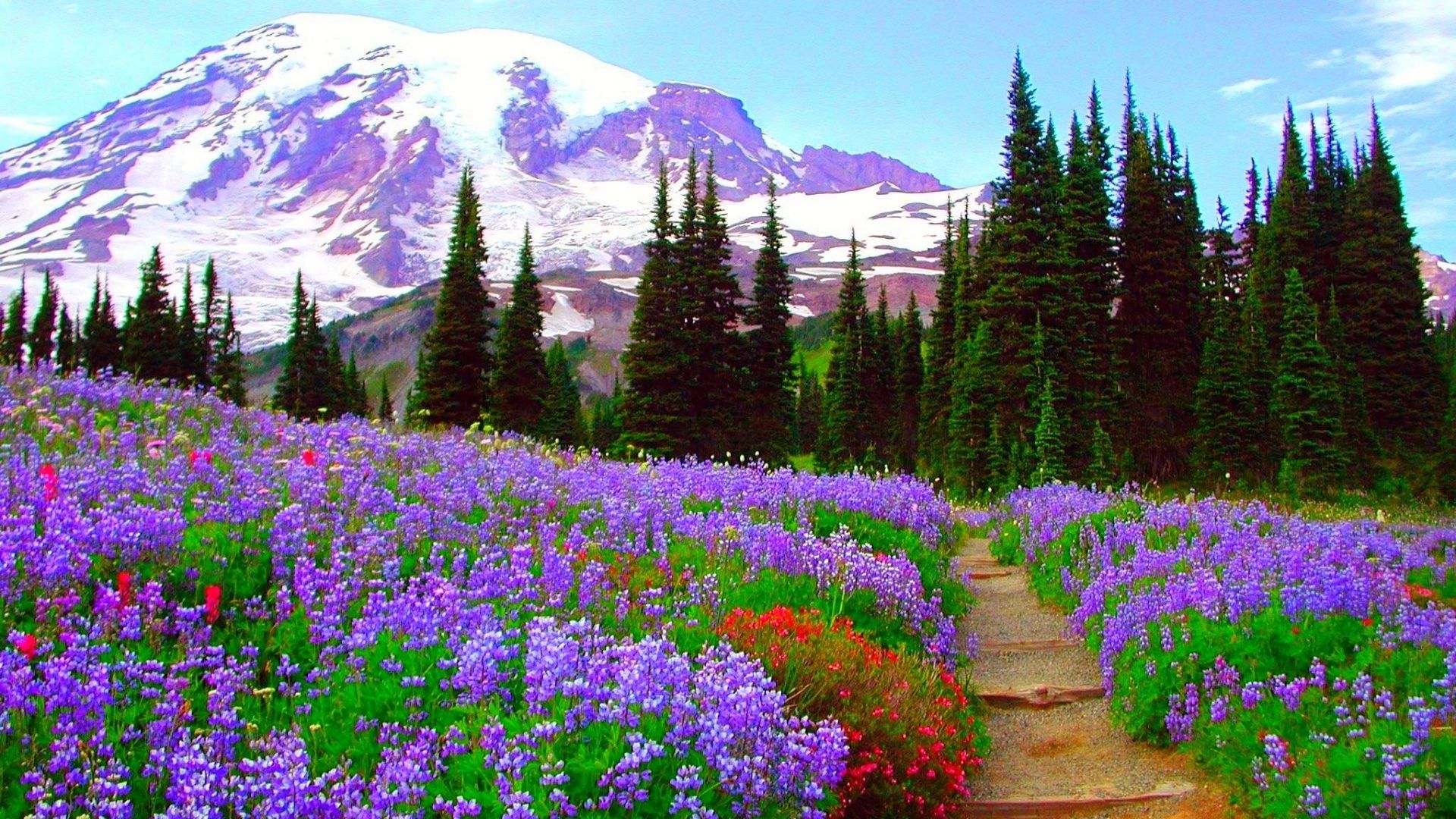 Forest Spring Mountains Green Flowers Path Wildflower In The Mountains HD Wallpaper