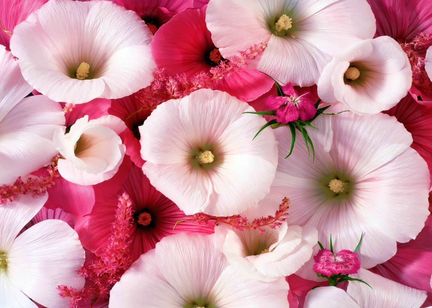 World's Most Beautiful Flowers Wallpaper Free World's Most Beautiful Flowers Background