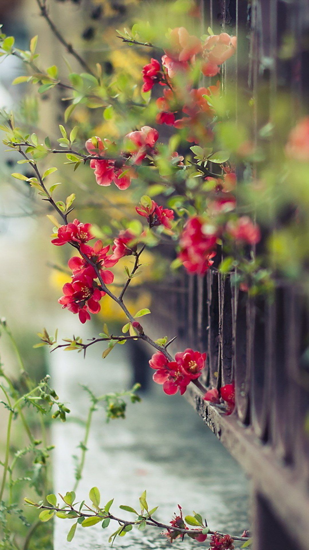 Source :flowers beauty. Beautiful image nature, Beautiful wallpaper, Beautiful flowers wallpaper