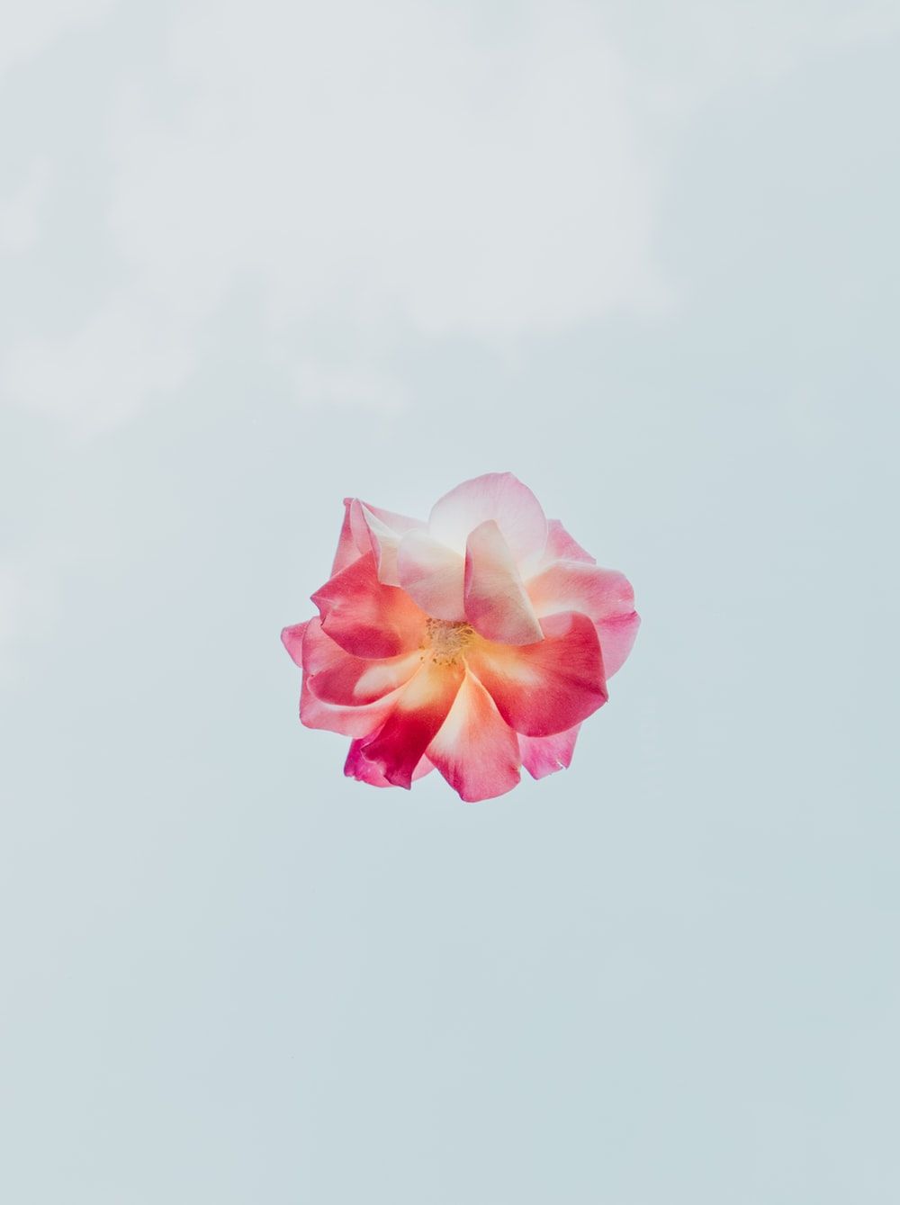 Flower Wallpaper: Free HD Download [HQ]