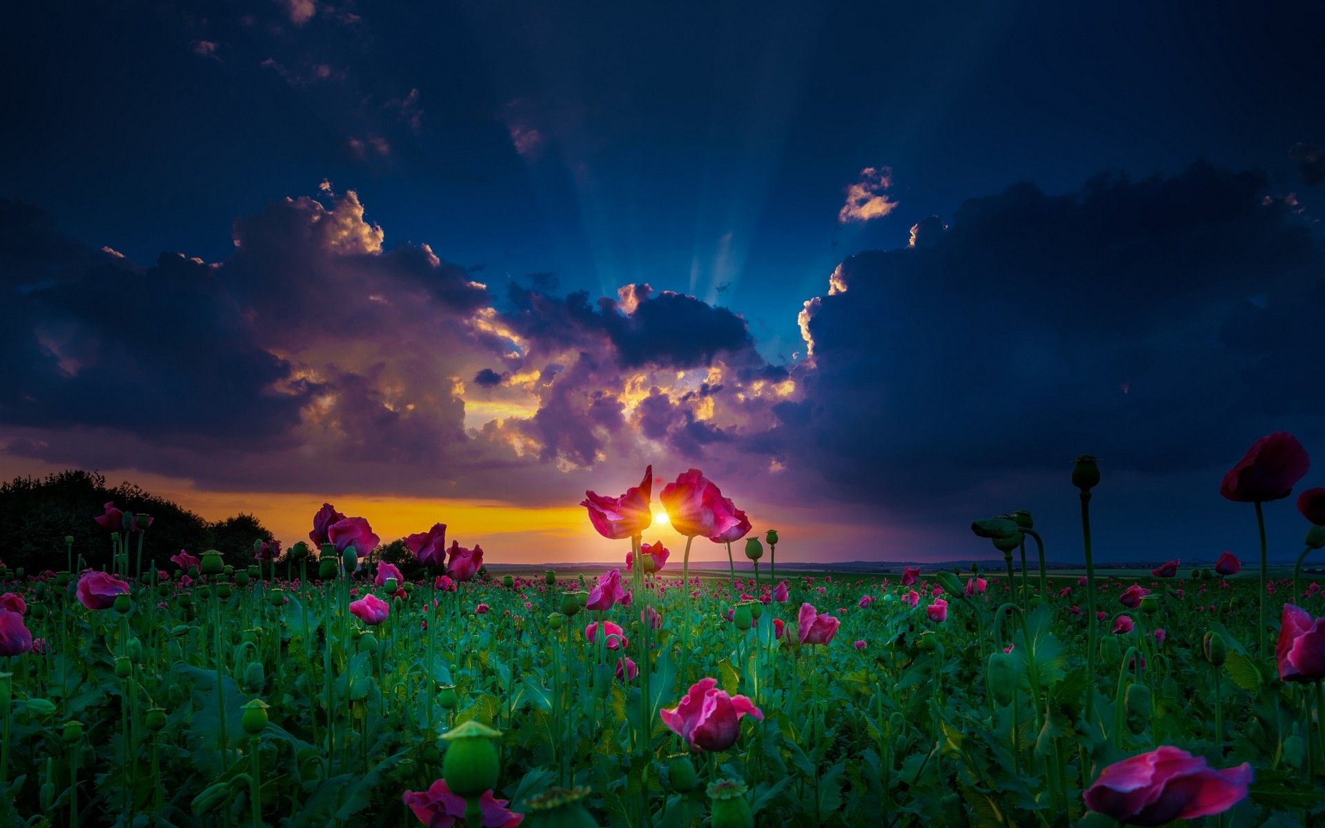 Nature Landscape Sun Rays Sunset Spring Flowers Clouds Green Magenta Field Yellow Wallpaper:1920x1200