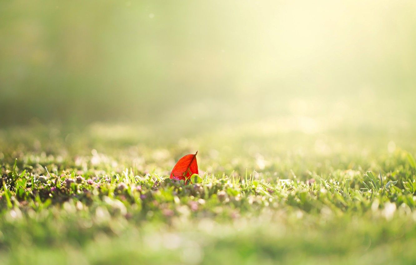 Wallpaper greens, summer, grass, the sun, macro, nature, background, Wallpaper, blur, spring, morning, day, leaf, wallpaper, leaf, widescreen image for desktop, section природа
