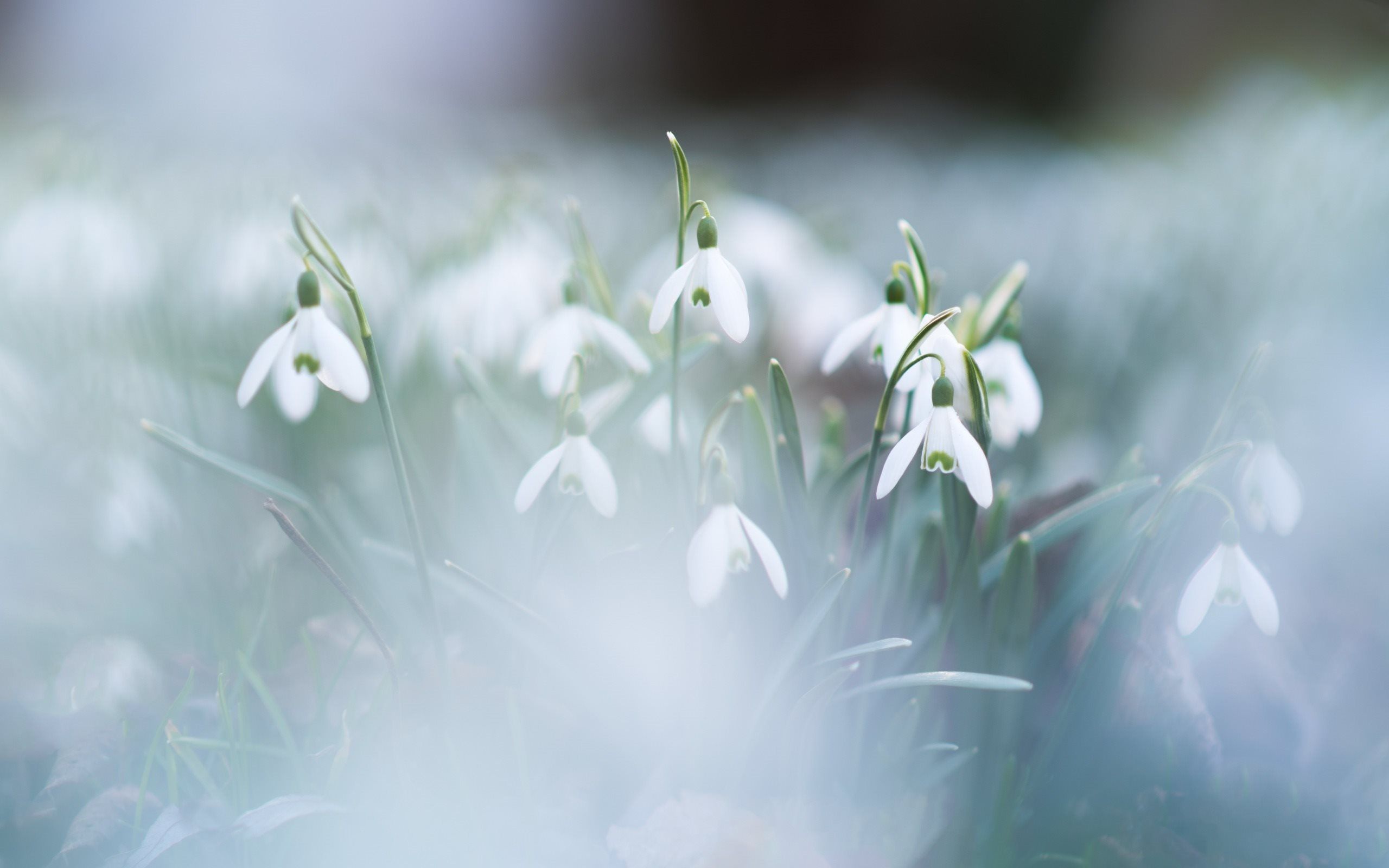 Download wallpaper Snowdrops, spring, morning, dew, spring flowers for desktop with resolution 2560x1600. High Quality HD picture wallpaper