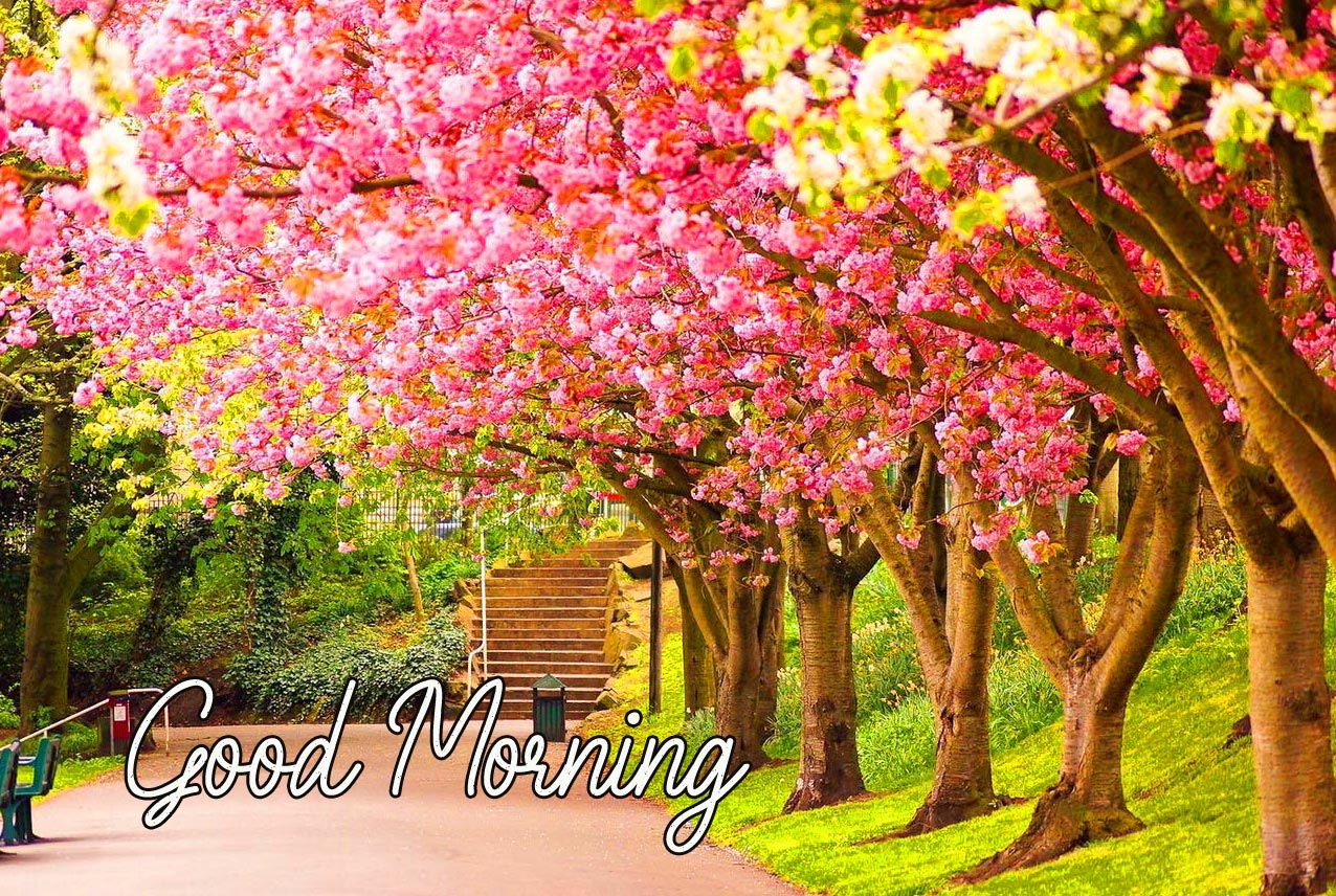 HD Spring Good Morning Wallpaper Morning Image