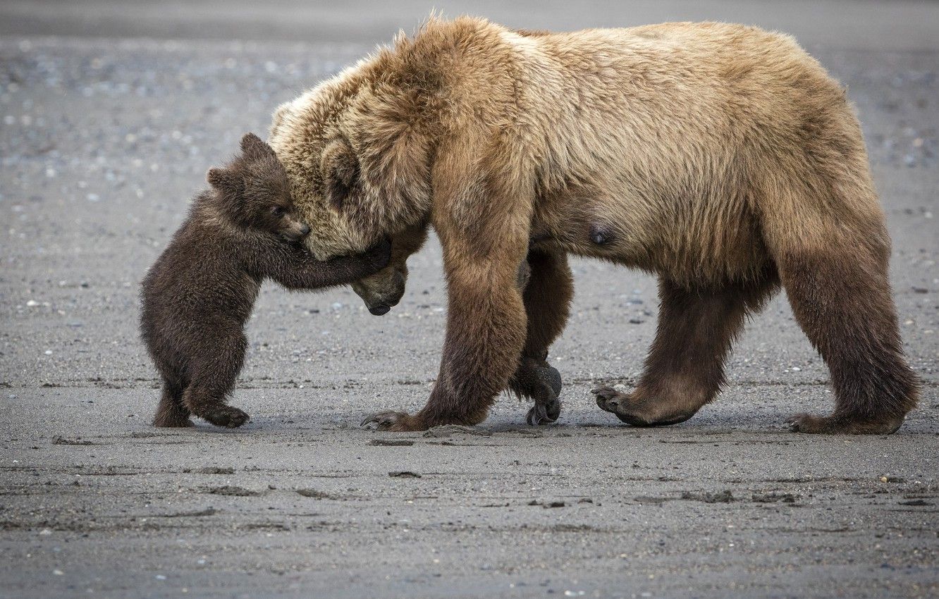 Wallpaper bear, bears, mom, bear, hugs, bear image for desktop, section животные