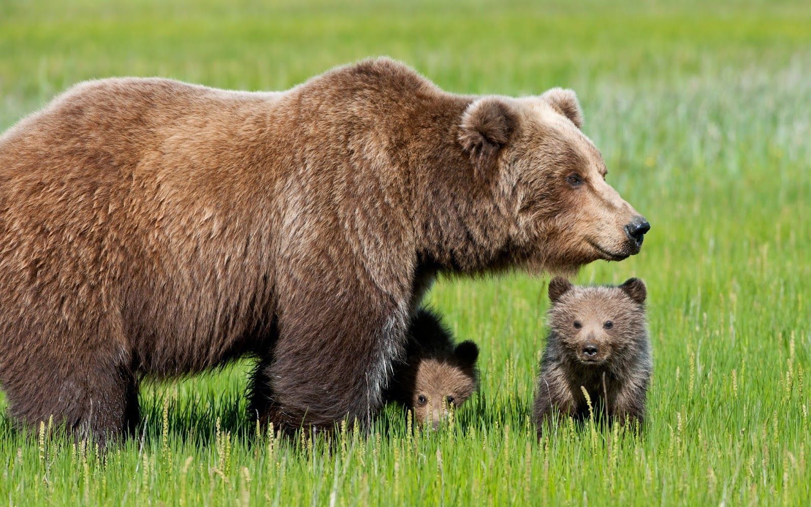 Mama Bear and Her Cubs F art bear bonito artwork animal painting  wide screen HD wallpaper  Peakpx
