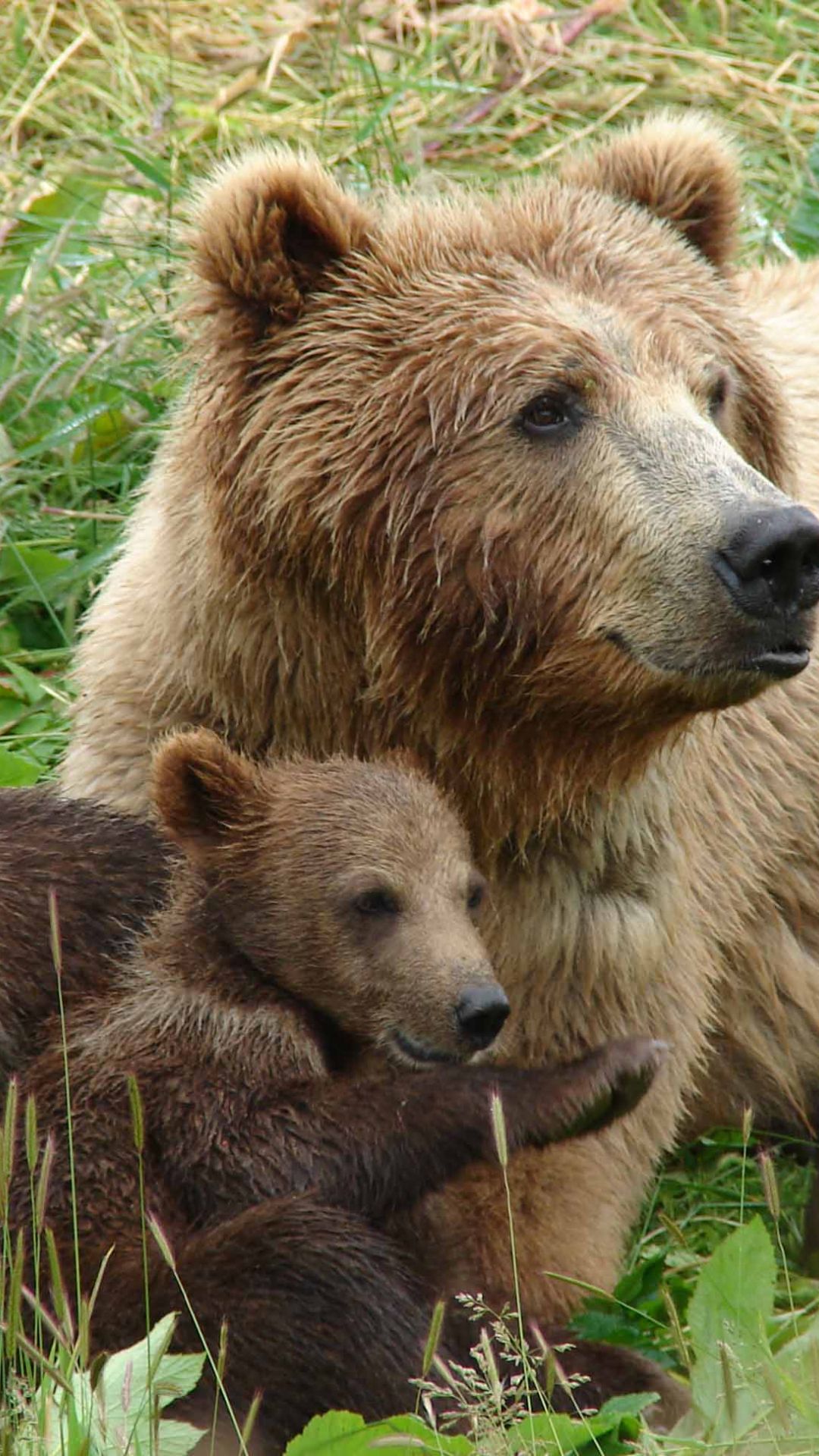 Mama Bear and Cubs Wallpaper Mural