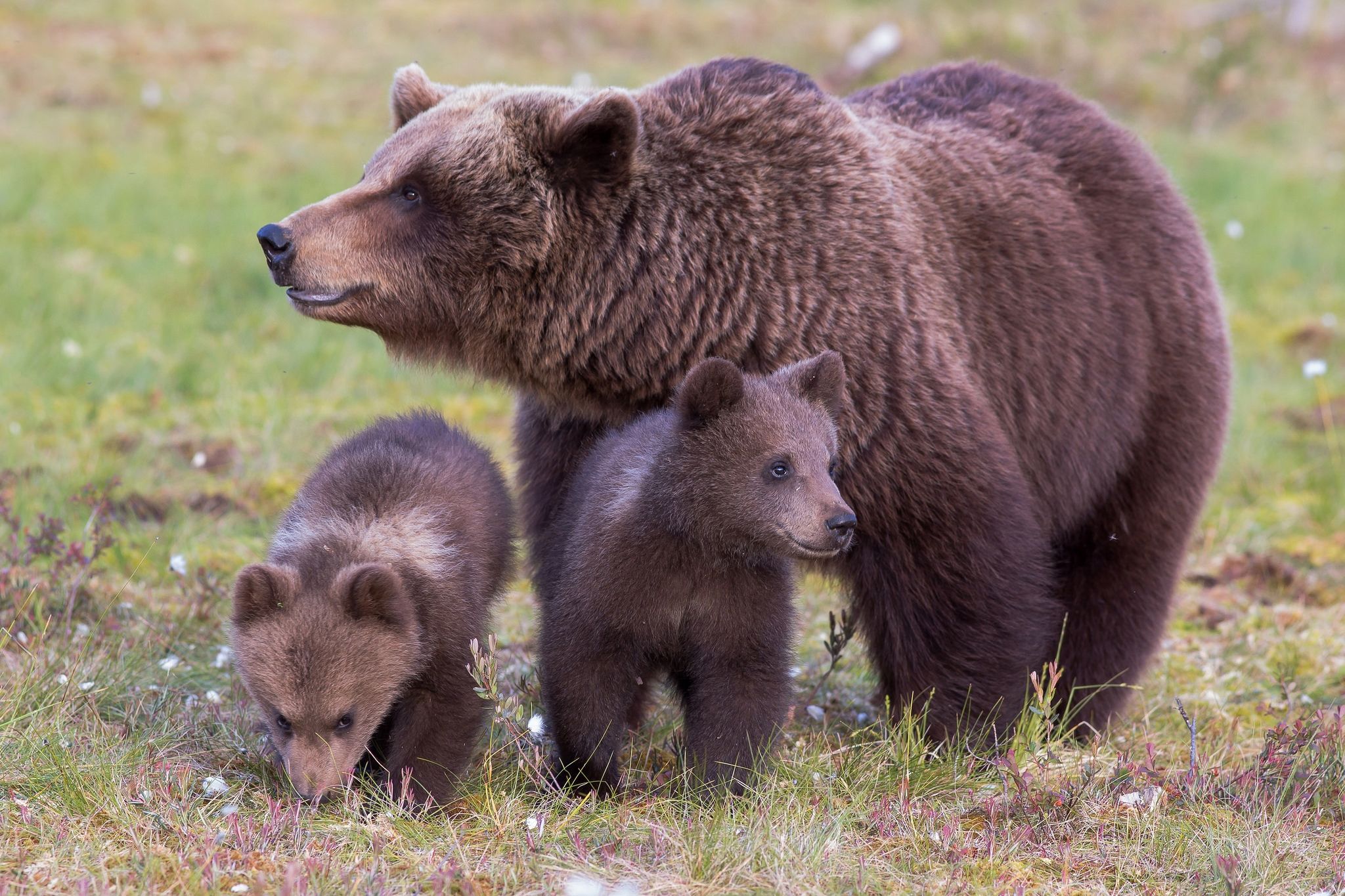 Mama Bear With Cups HD wallpaper