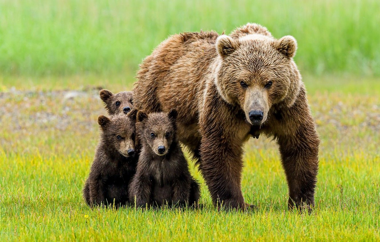 Wallpaper look, bear, bears, kids, bears, mom, bear image for desktop, section животные